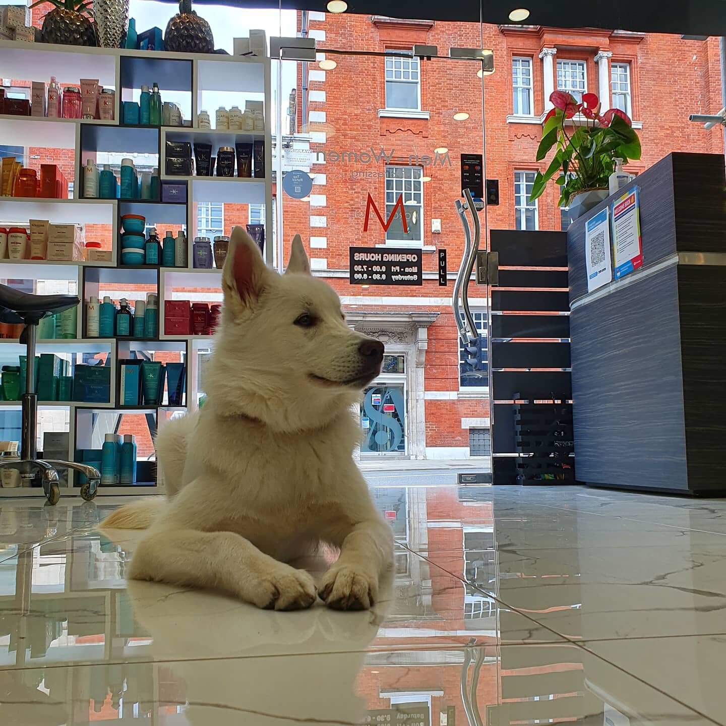 #nofilterneeded for our #pomski princess. 
The most diligent of workers, she has been a great addition to salon life post lockdown. 
Eternally happy, always kind sometimes naughty!
We are proud to be a dog friendly establishment... bring your pooch a