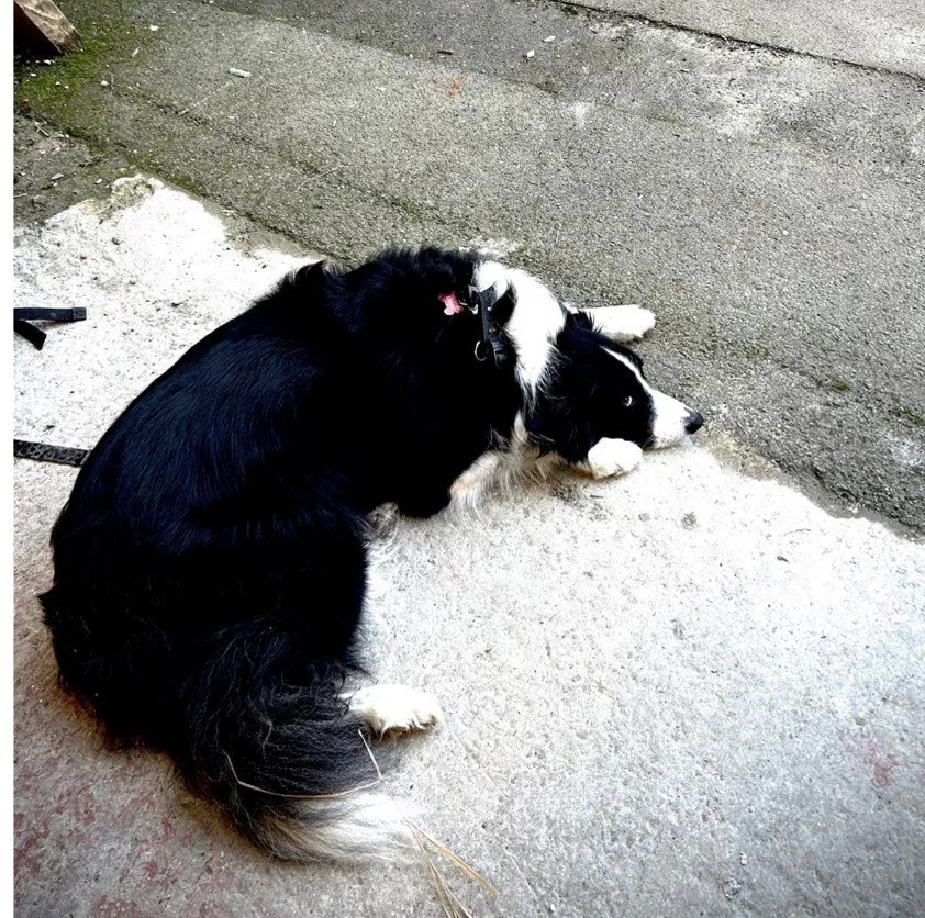 Dog INSTAR.jpg