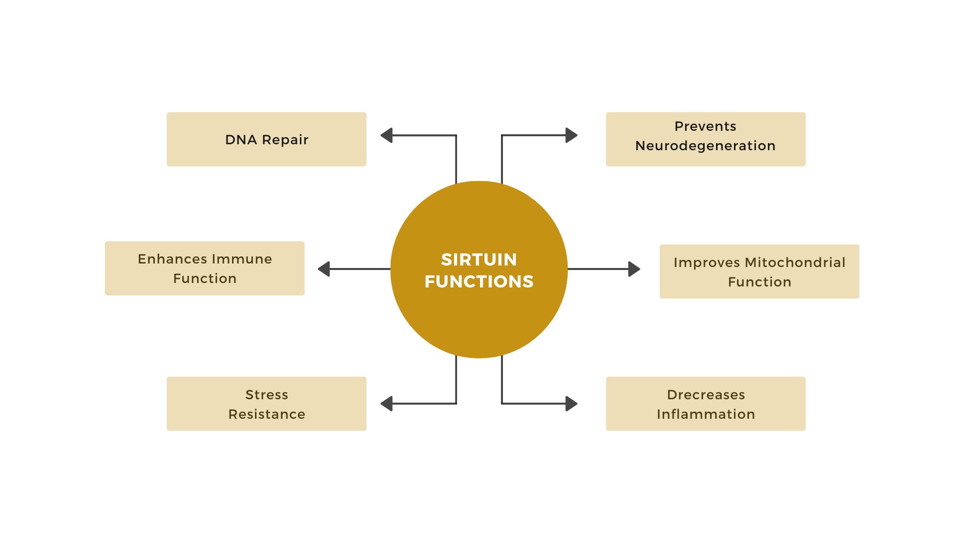 Sirtuin Activation — SOLR
