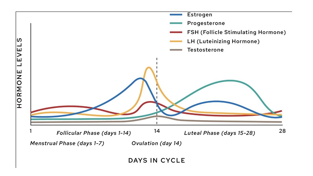Horomones during a typical menstrual cycle