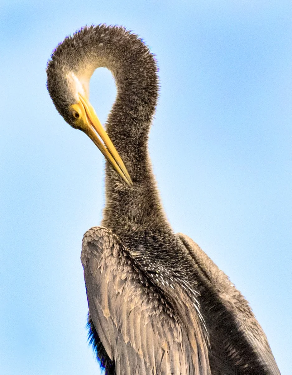 Anhinga