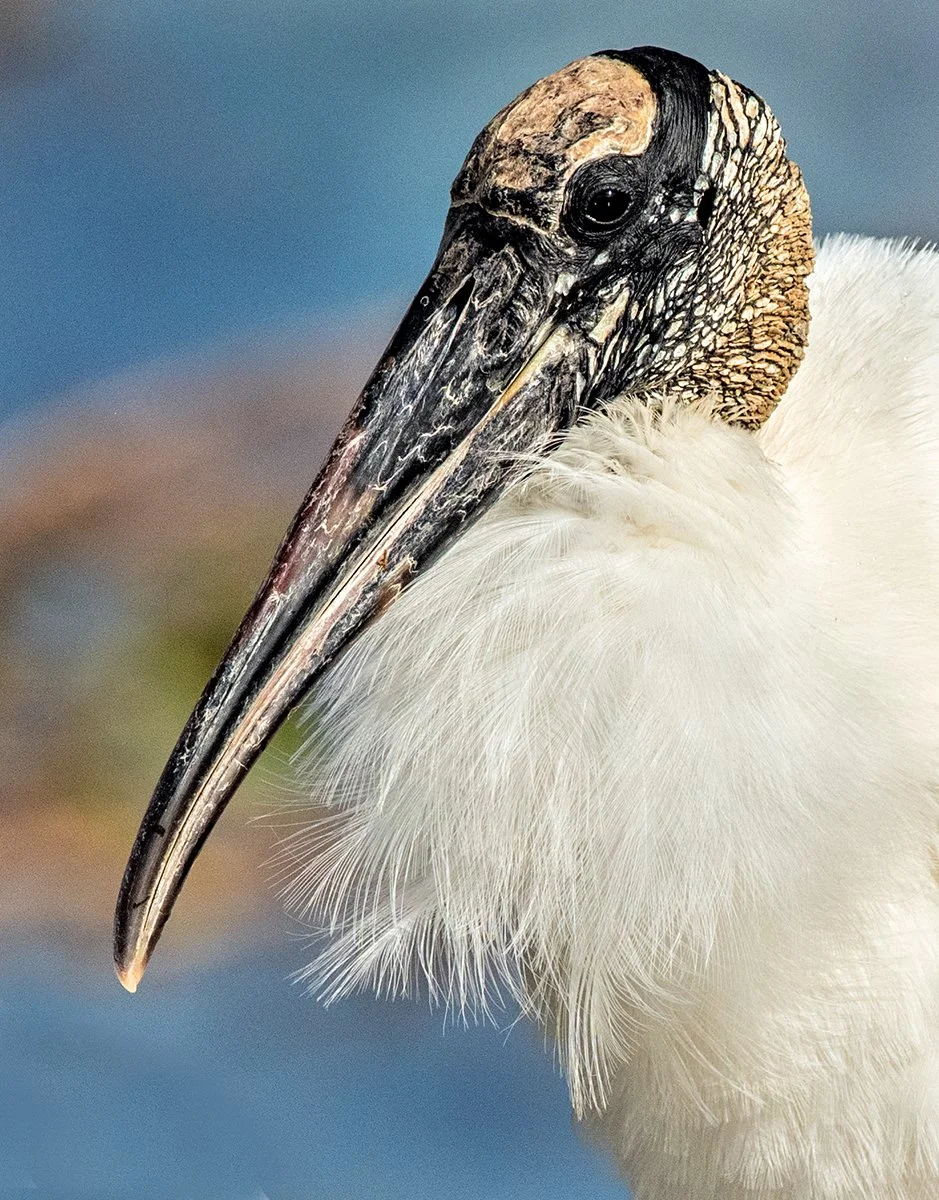 Wood Stork
