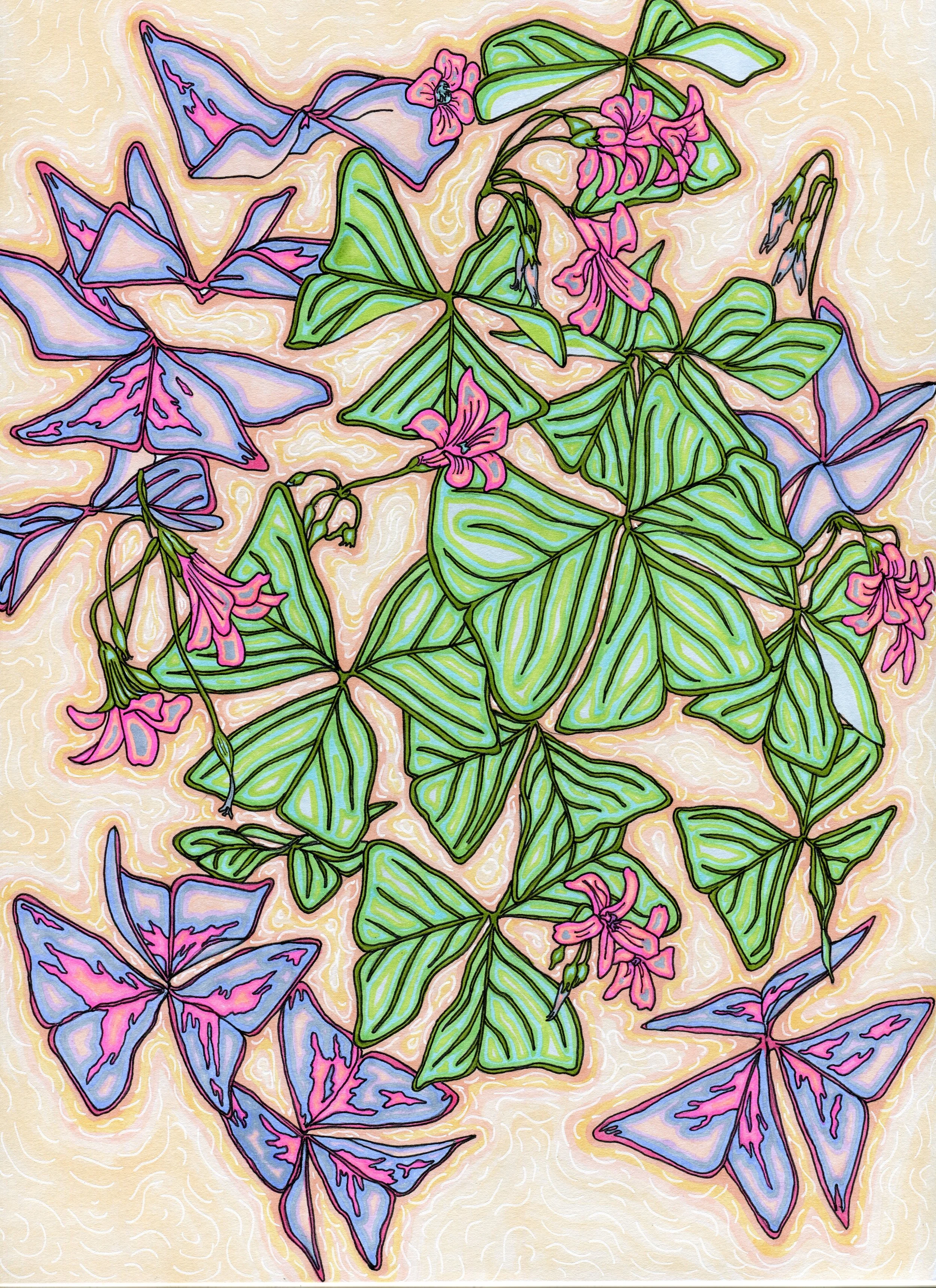 Soft Oxalis Blooms, mixed media on paper, 9"x12"