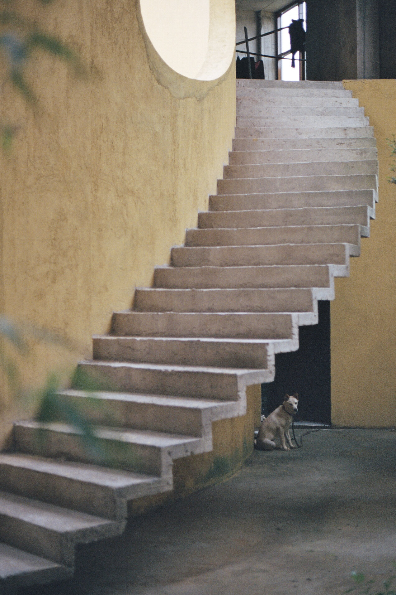 Chien escalier.jpg