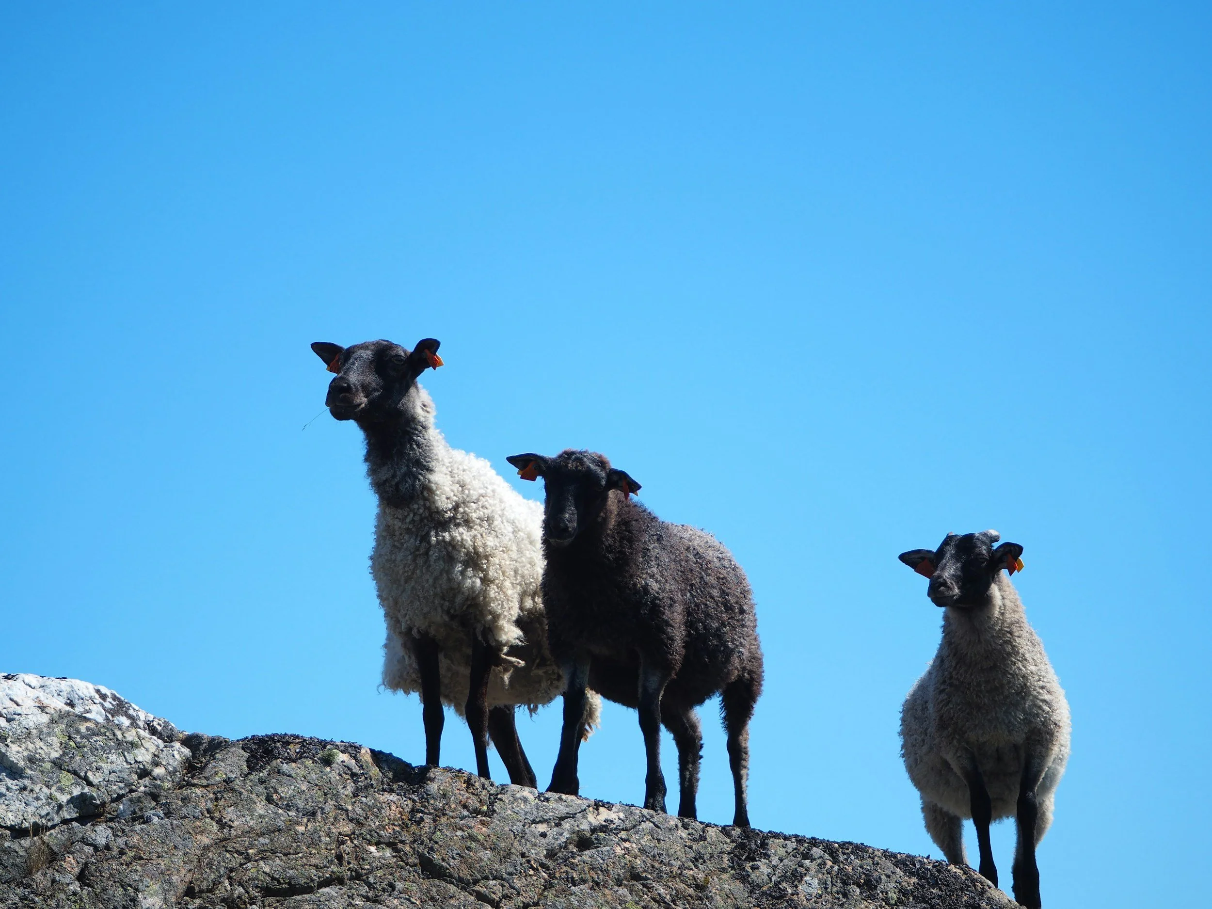 Three sheep appear on a rocky hill, two are white and one is black.