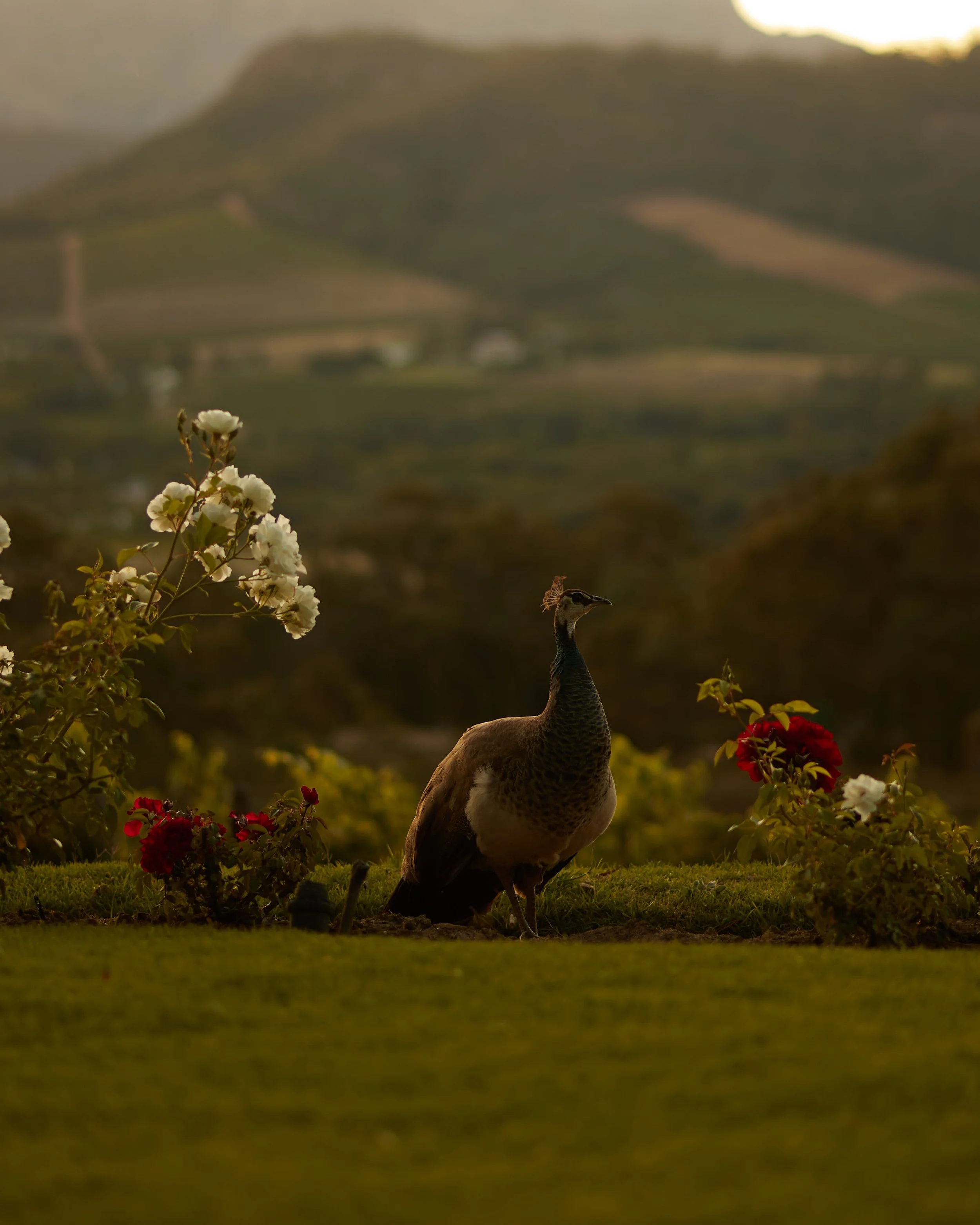 B29A0150 by Pratik Naik.JPG