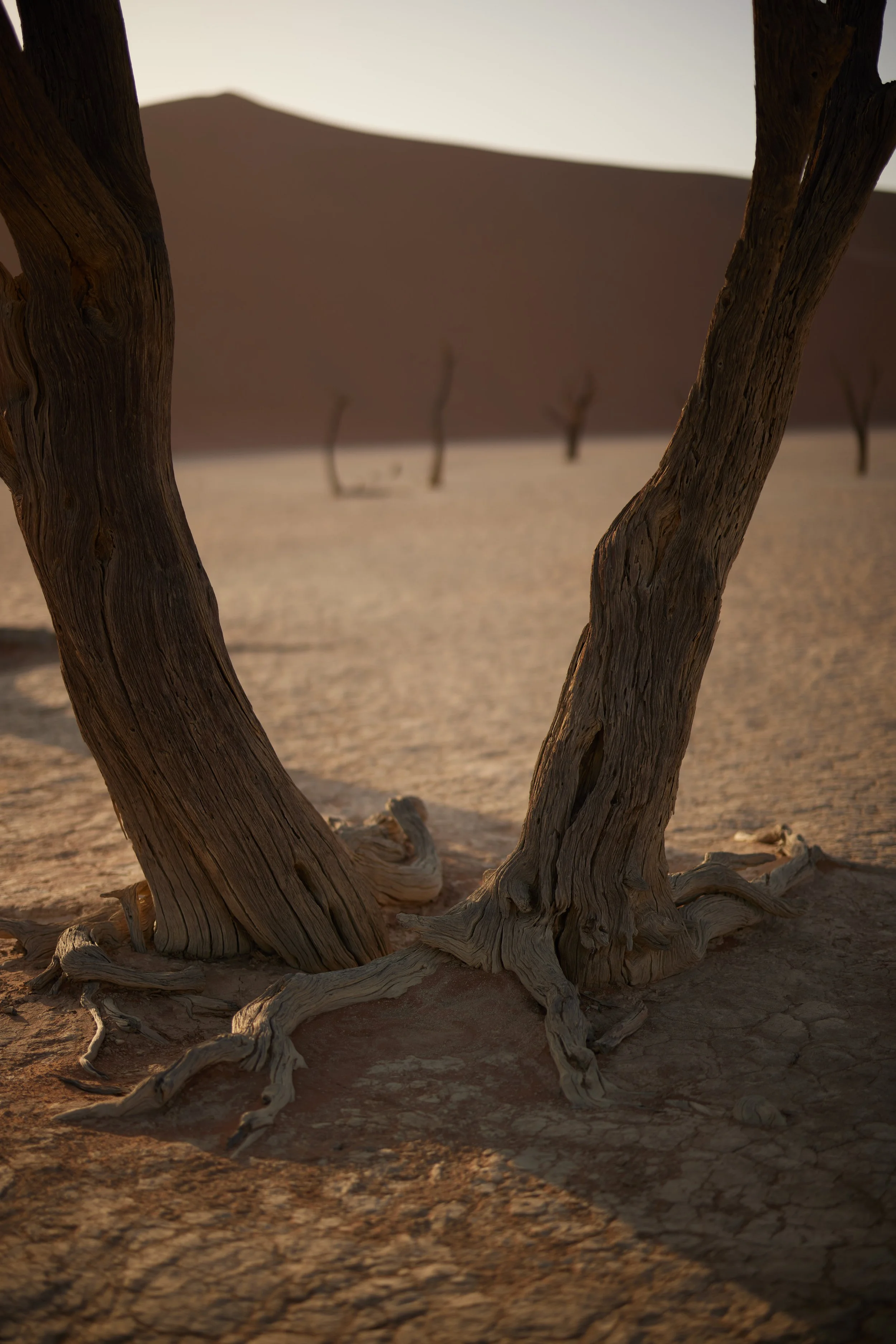 B29A1168 by Pratik Naik.JPG