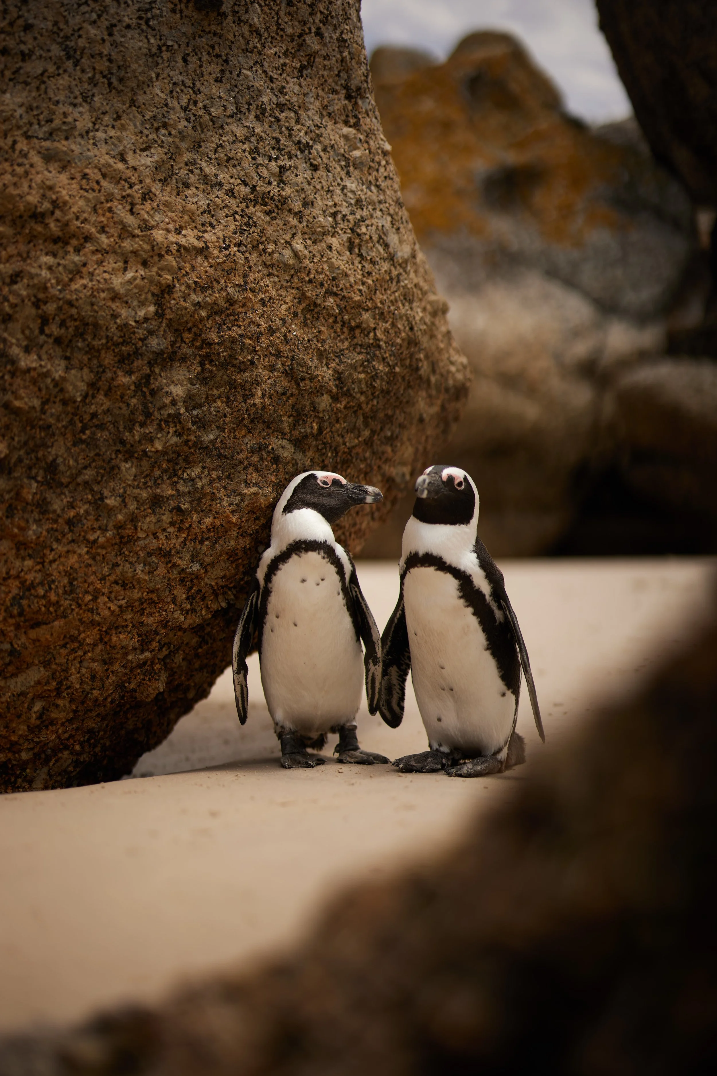 B29A2427 by Pratik Naik.JPG