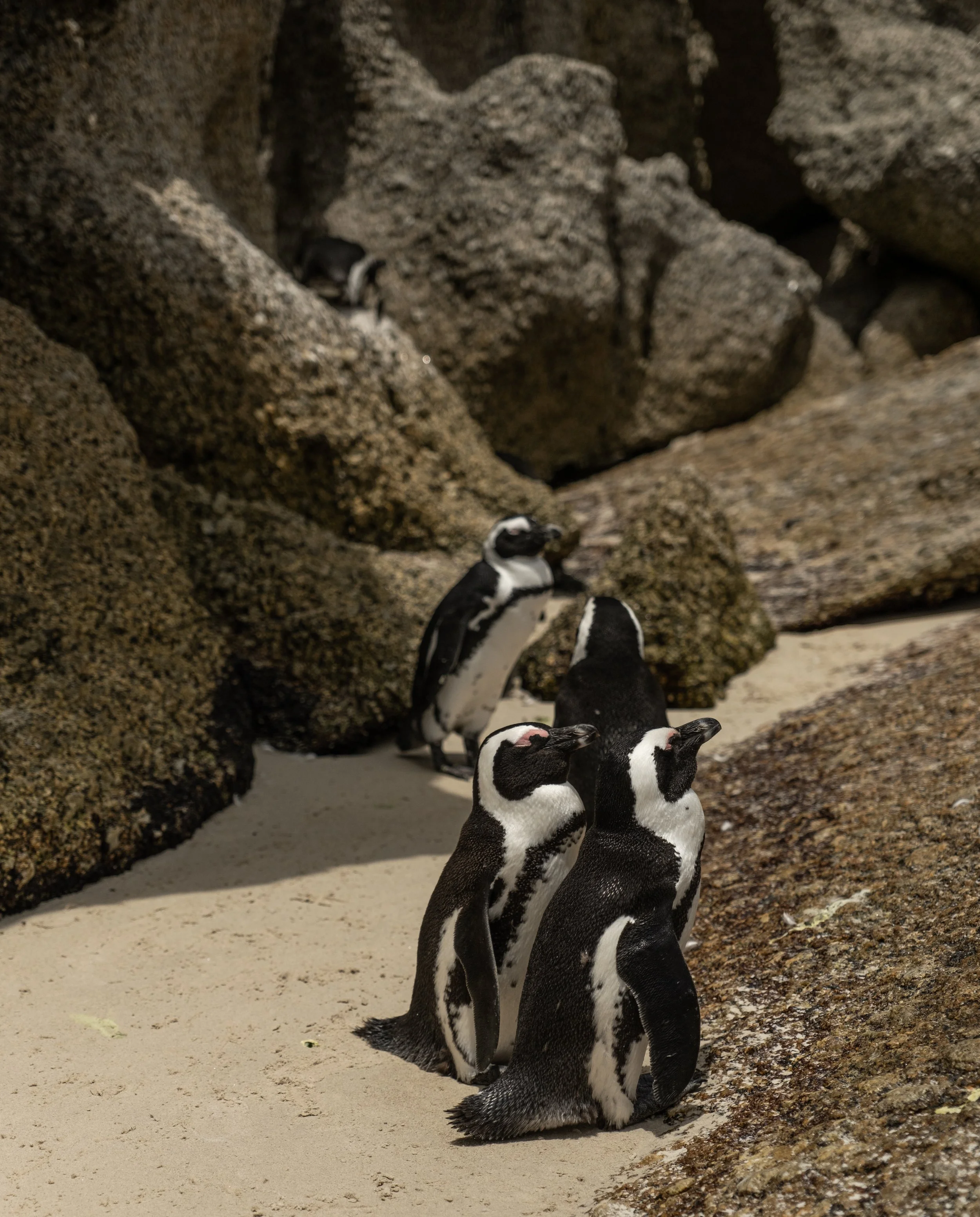 Cape Town 2023-3462- by Jeff Speicher.JPG