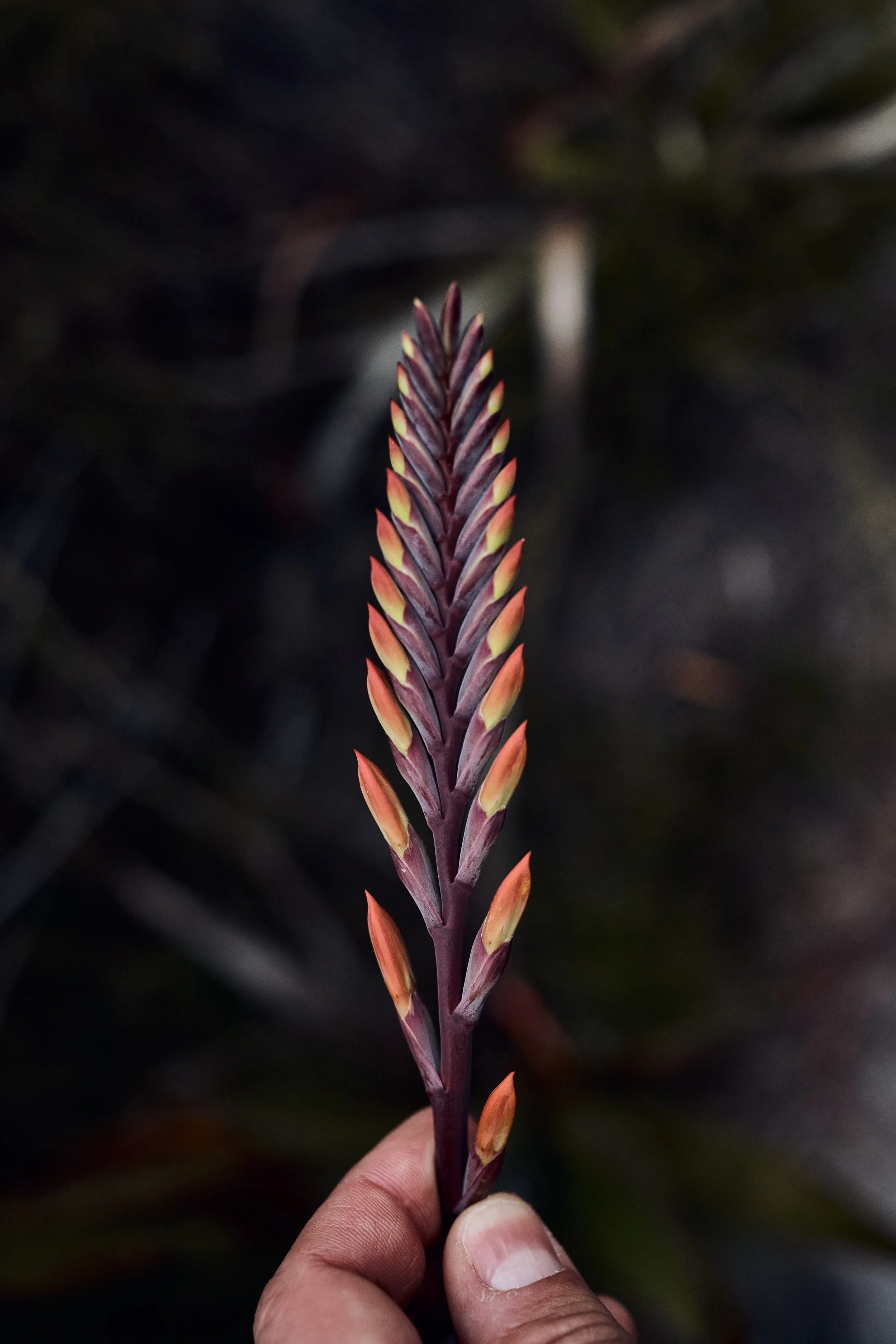 FK2_3635 by Felix Kunze.JPG