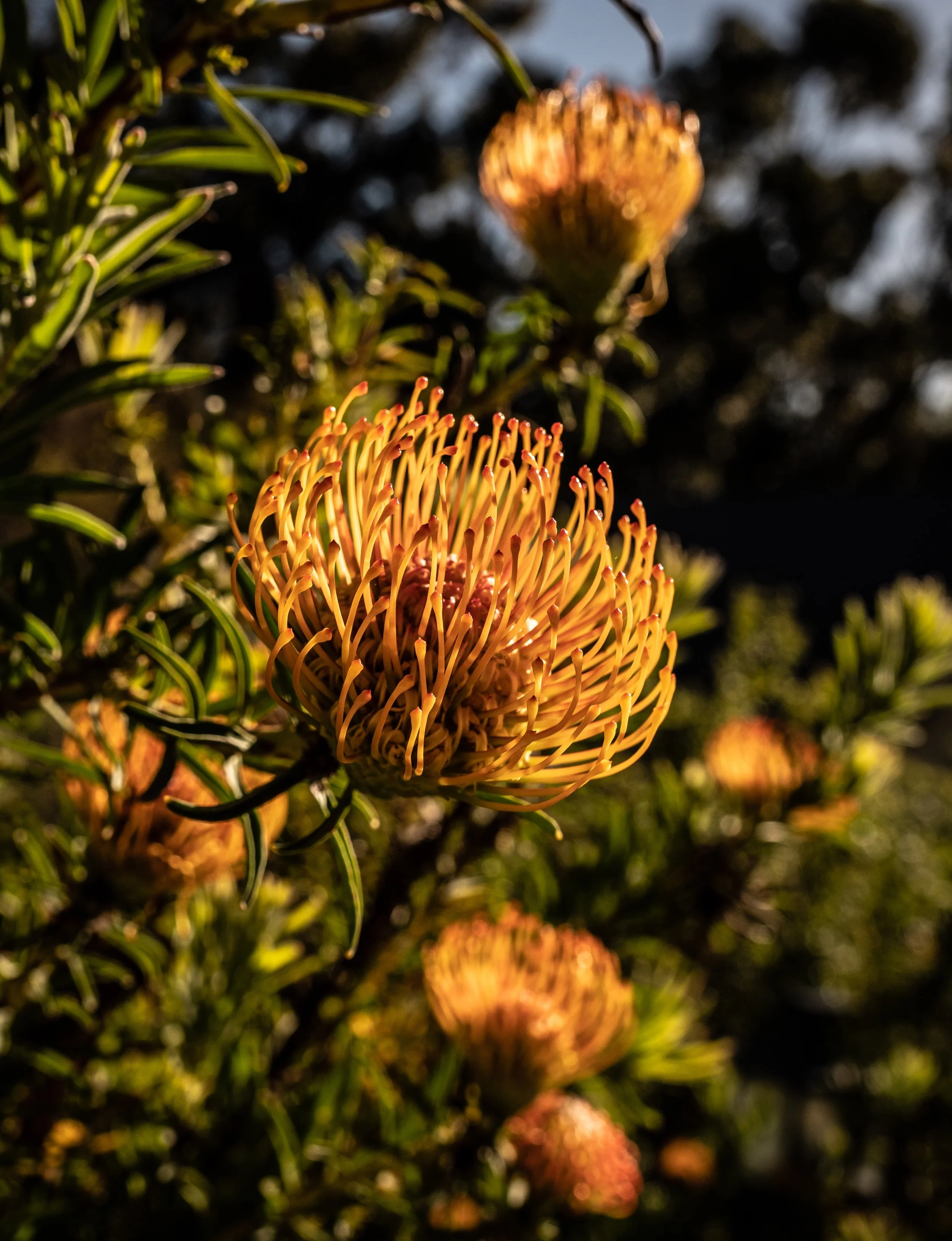 Cape Town 2023-2449- by Jeff Speicher.jpg