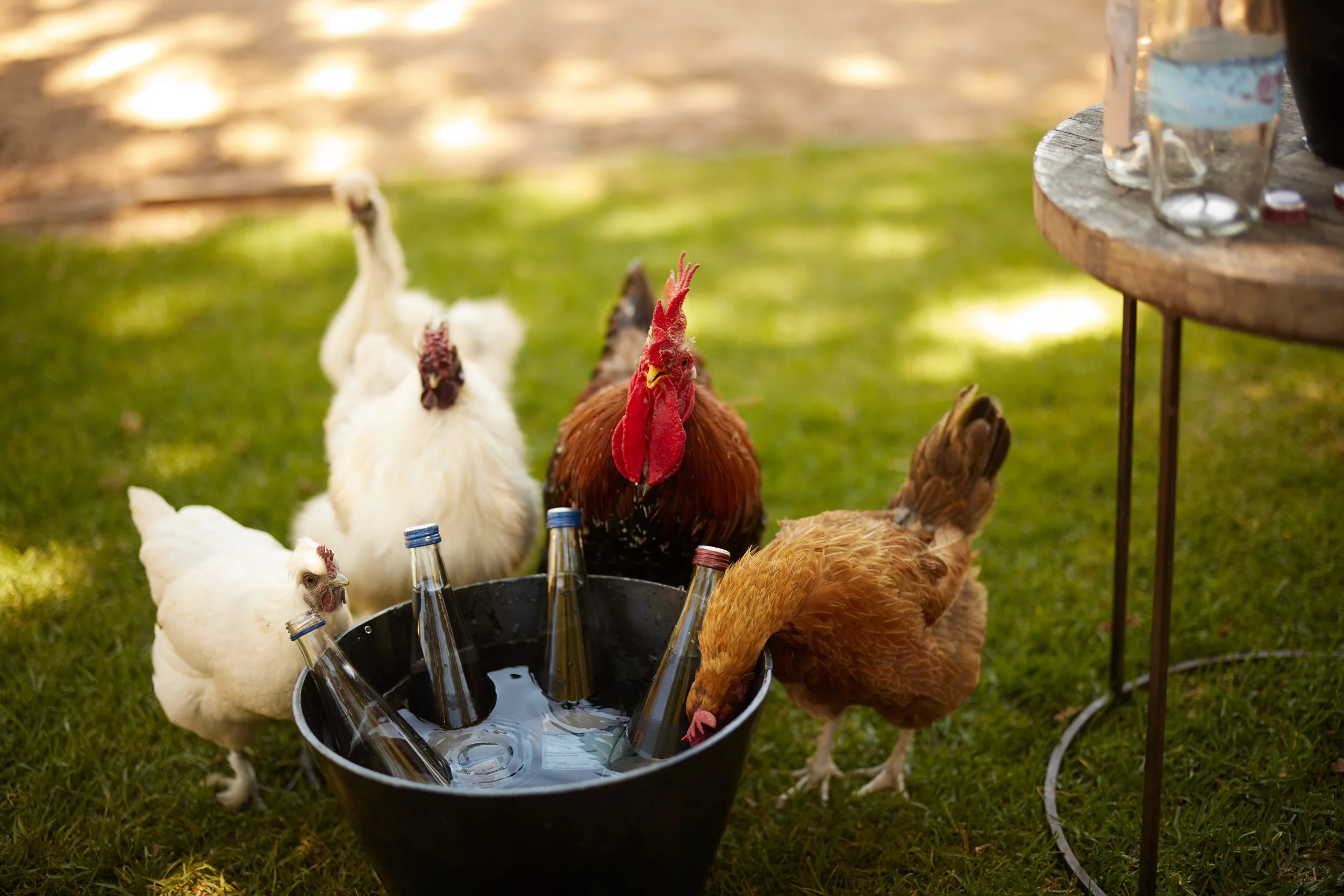 B29A9767 by Pratik Naik.JPG