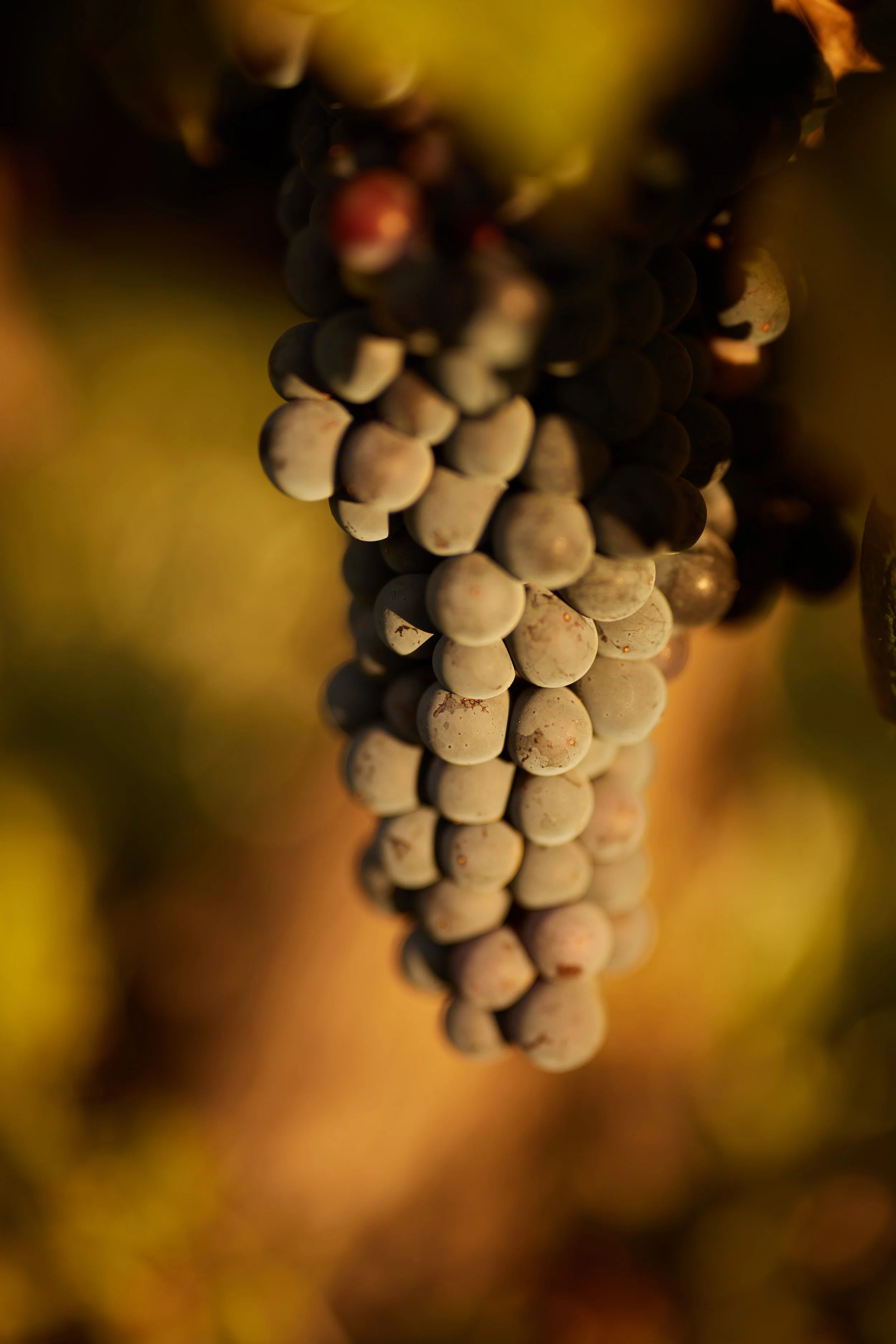 B29A4400 by Pratik Naik.JPG