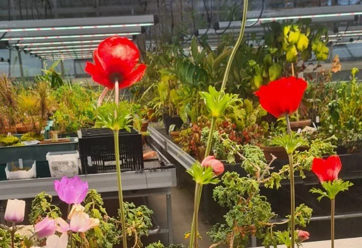 Statt “Auf dem König-Albert-Lehrpfad” geht es durch den Großen Garten (Ü60 Jahre) TOURÄNDERUNG!!