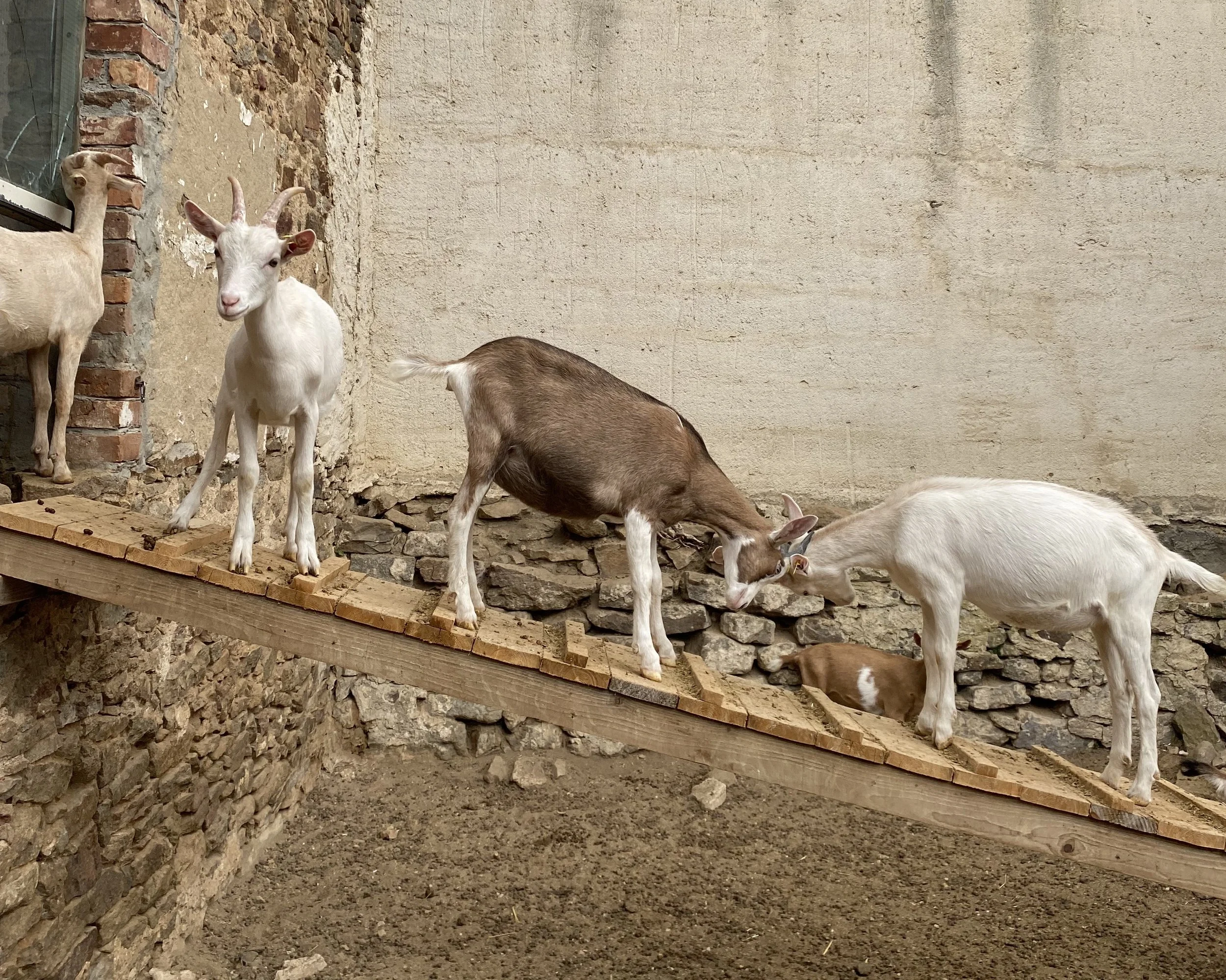 Zu Besuch auf dem Ziegenhof (alle Altersgruppen) 