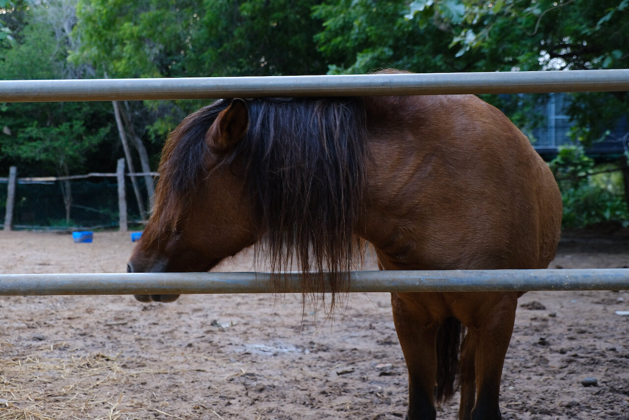 ponies2.jpeg