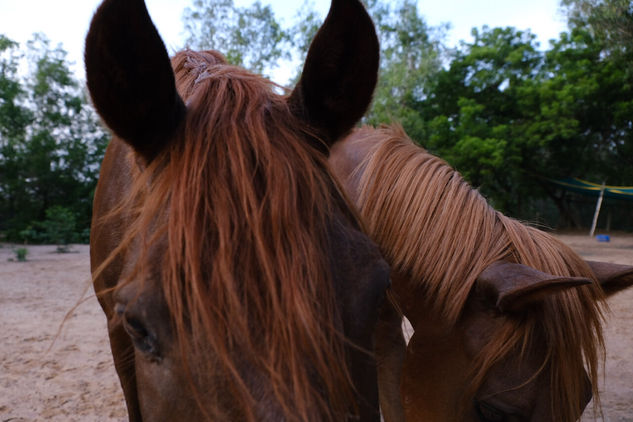 ponies1.jpeg