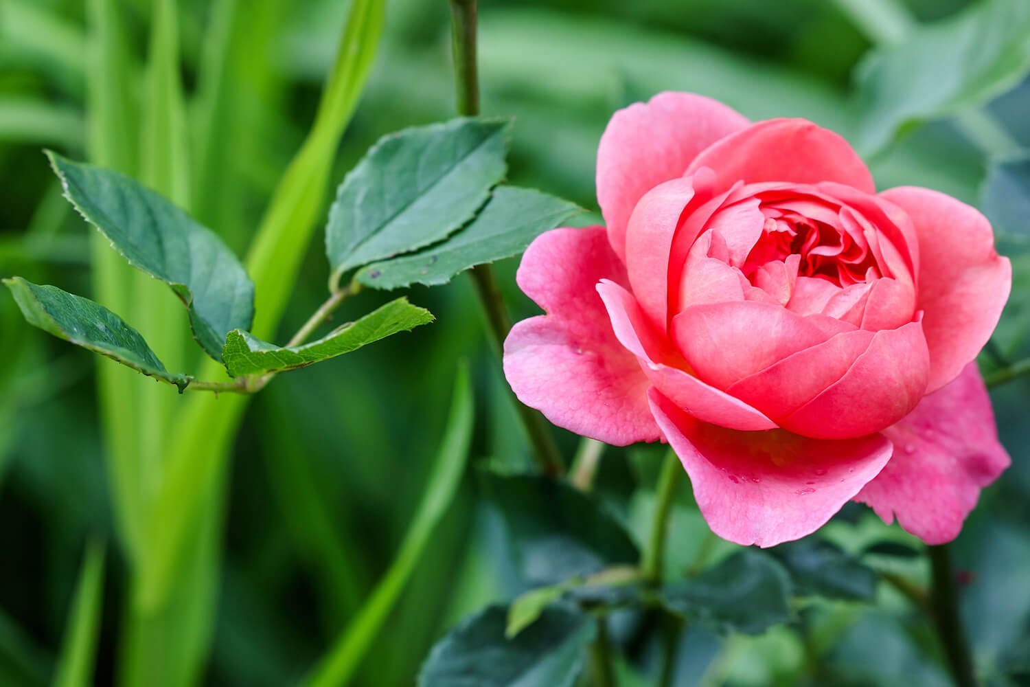 hertfordshire garden centre redbourn roses
