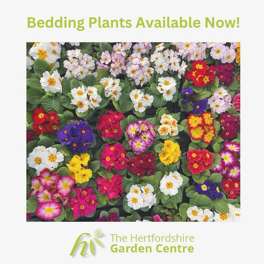 🌸Bedding Plants🌸
 Now is a great time to be adding bedding plants to your garden. Whether you are looking to fill out your borders or to create new pots and hanging baskets, @hertsgardencentre has a huge choice to add instant colour to your garden.