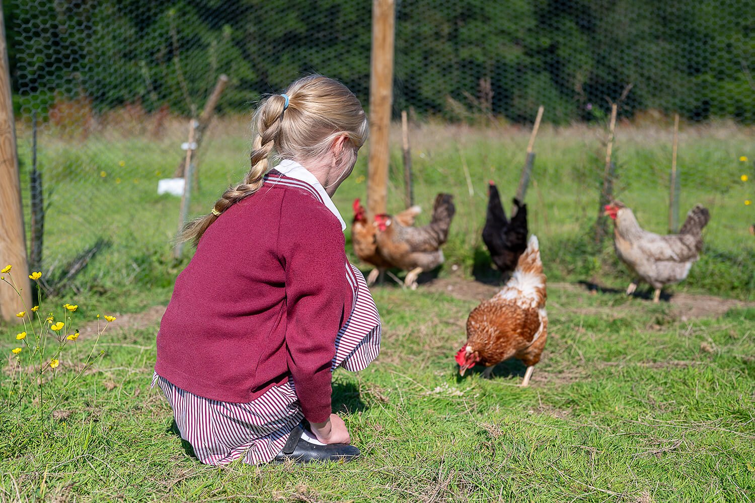 Manor Lodge Private Education Independent Primary School Shenley Hertfordshire Chickens