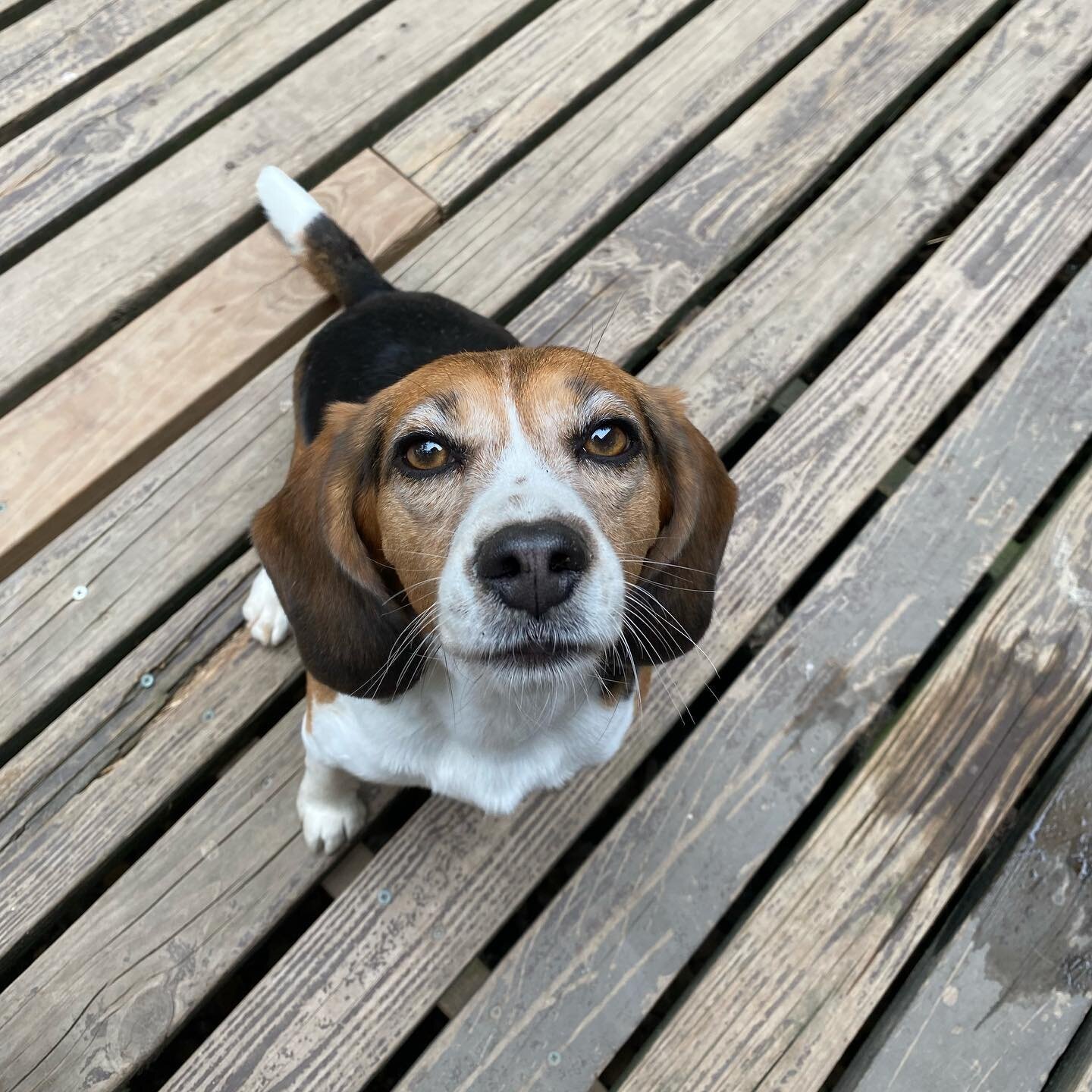 The happiest porch pups 🤗

#dog #doggo #dogsofinstagram #dogsofig #instadog #dogsofmadison #doggydaycare #thedogdendogs #saferinaPACCCdog #doggo #dogsofinstagram #dogsofig #instadog #dogsofmadison #doggydaycare #thedogdendogs #saferinaPACCC