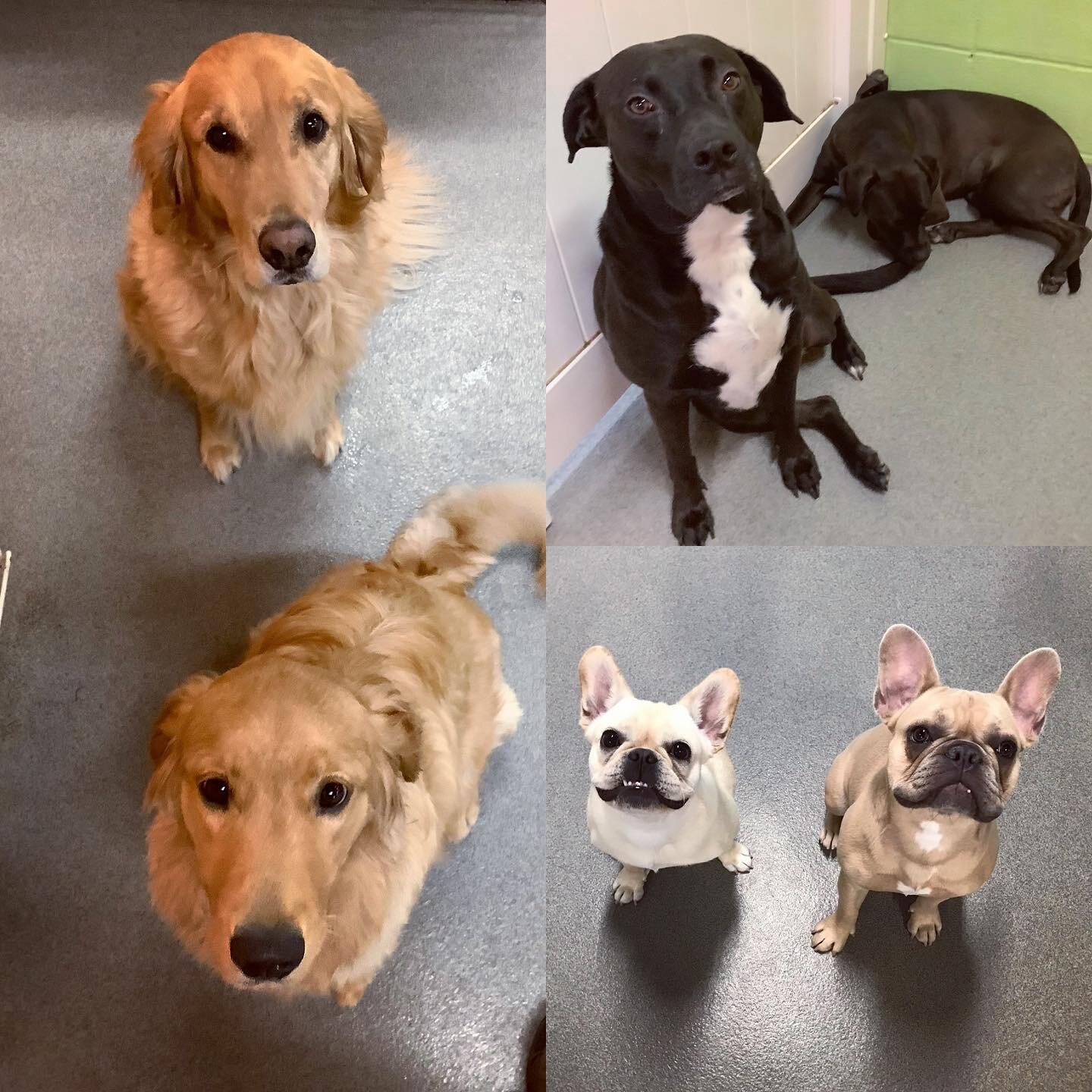 Double the breeds double the fun! 

#dog #doggo #dogsofinstagram #dogsofig #instadog #dogsofmadison #doggydaycare #thedogdendogs #saferinaPACCCdog #doggo #dogsofinstagram #dogsofig #instadog #dogsofmadison #doggydaycare #thedogdendogs #saferinaPACCC