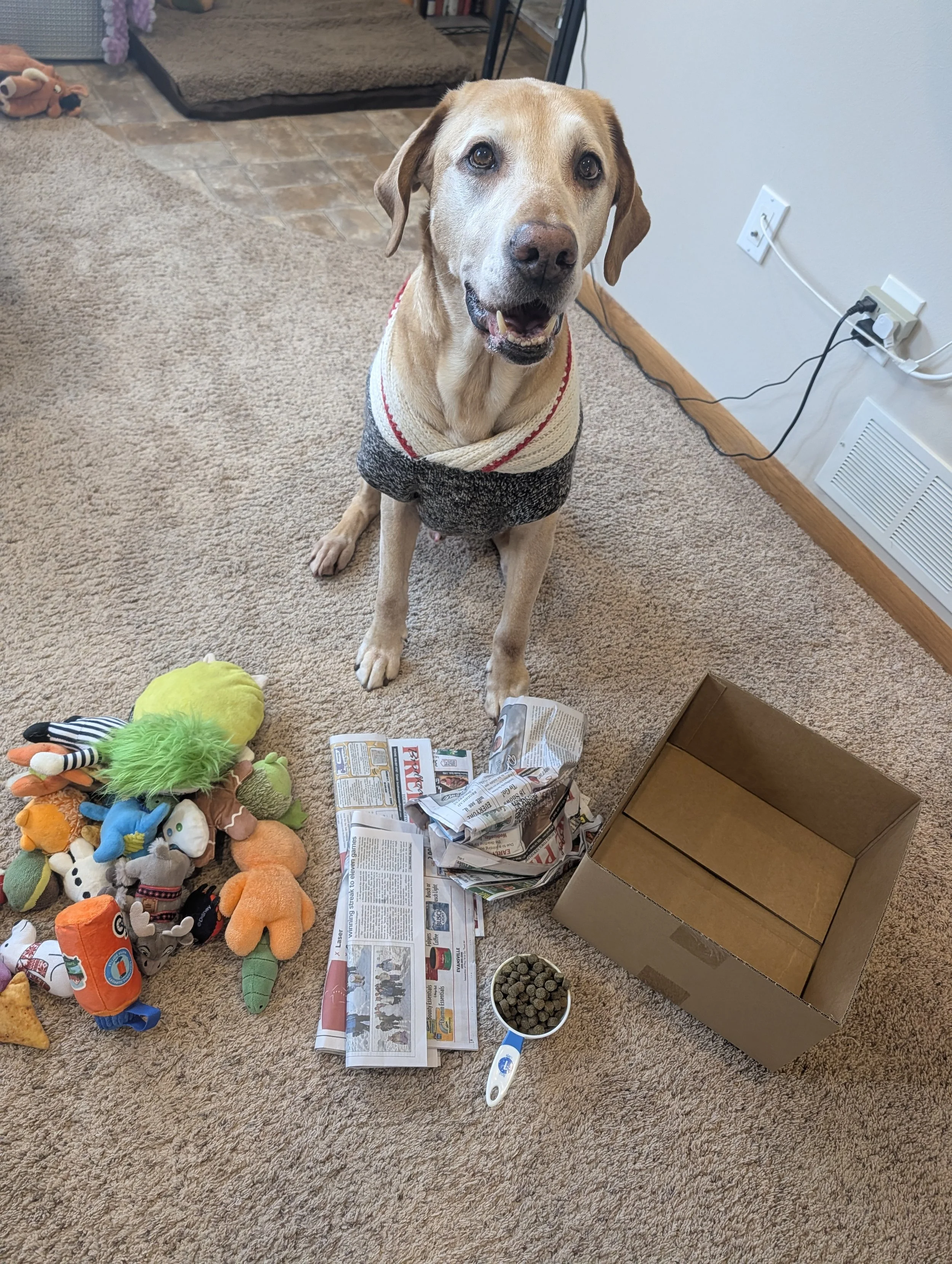 At-Home Enrichment: Build Your Own Meal Snuffle 🐾