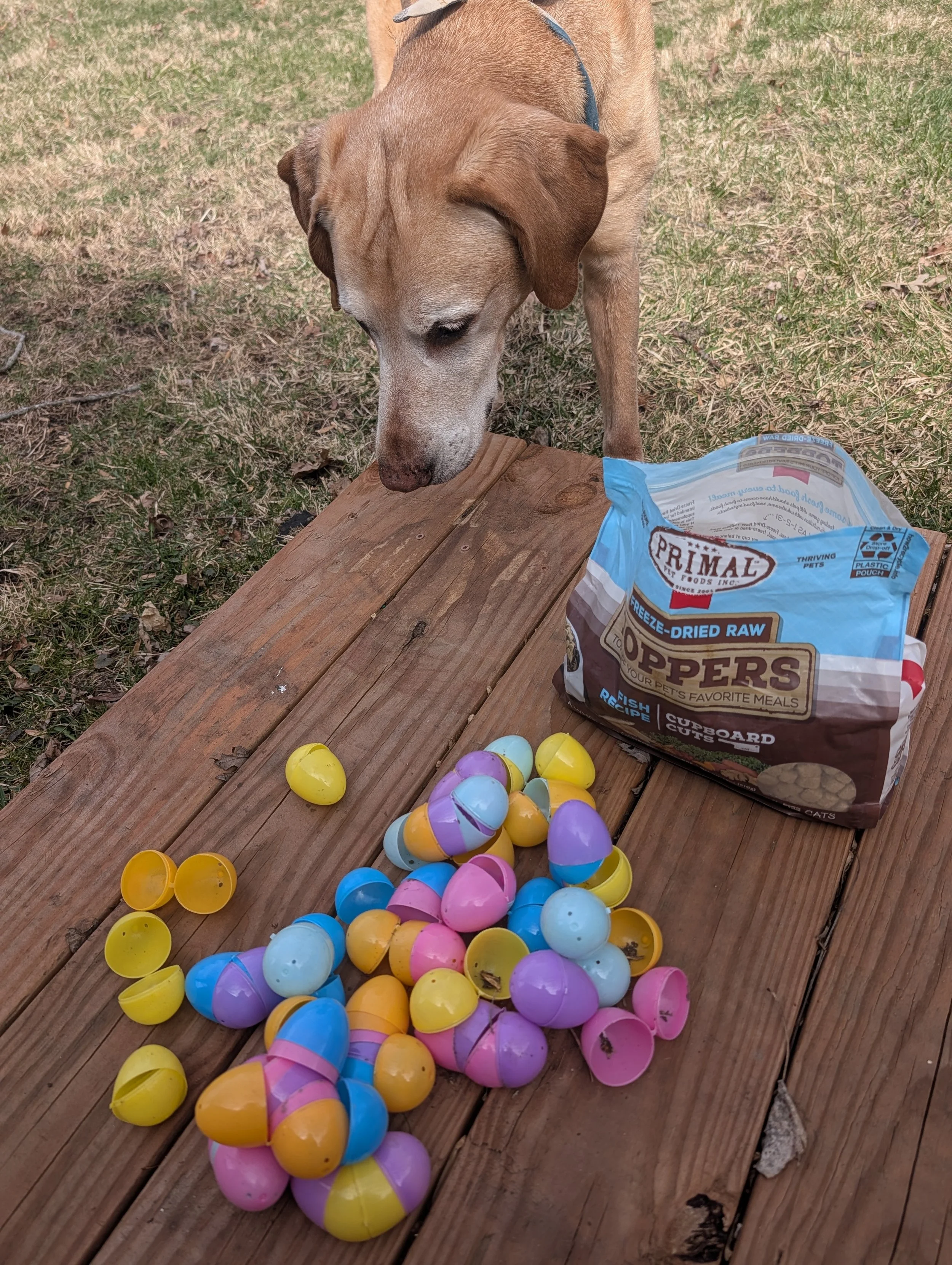 At-Home Enrichment: Egg Hunt