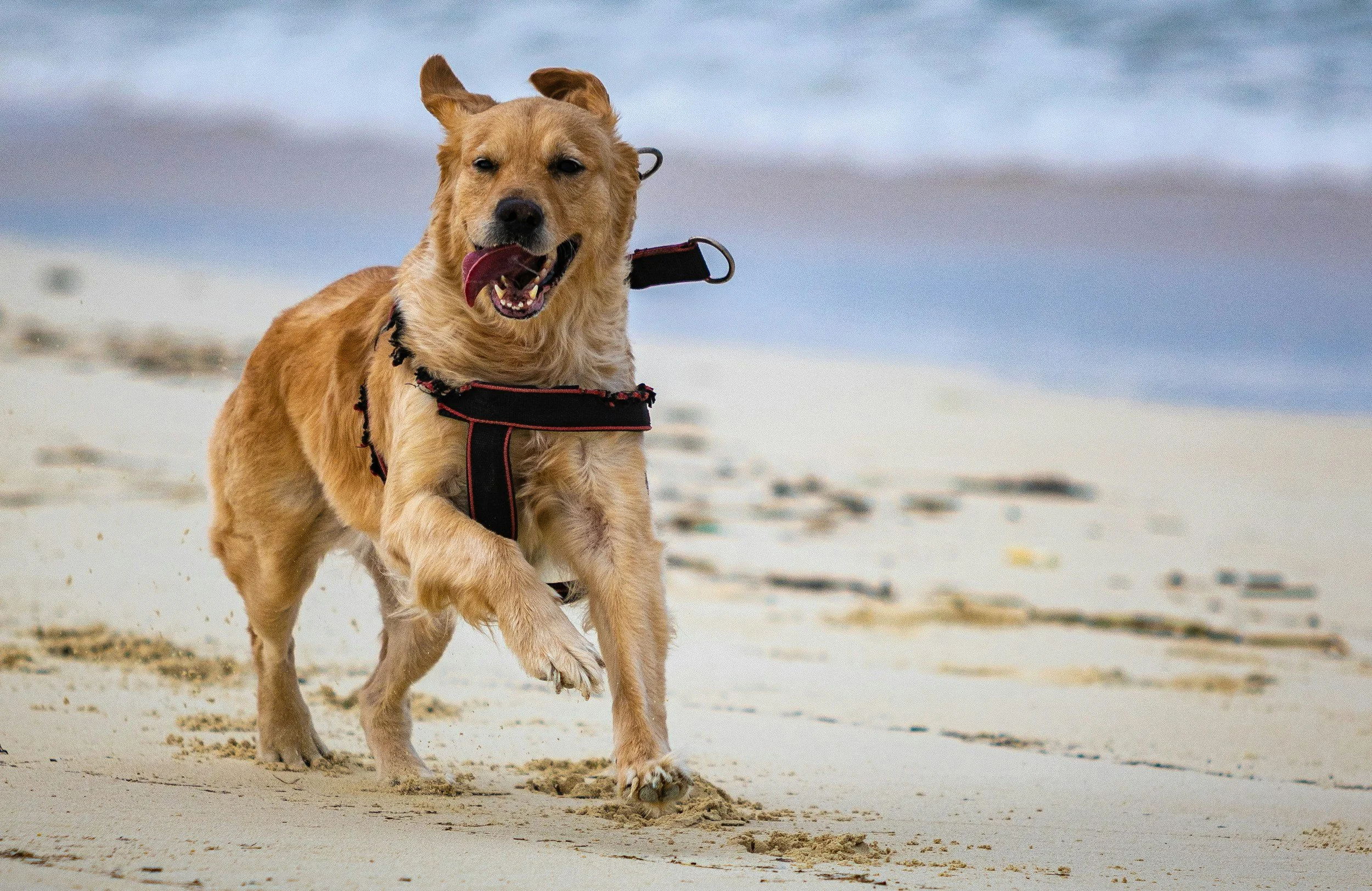 Dog running on the beach