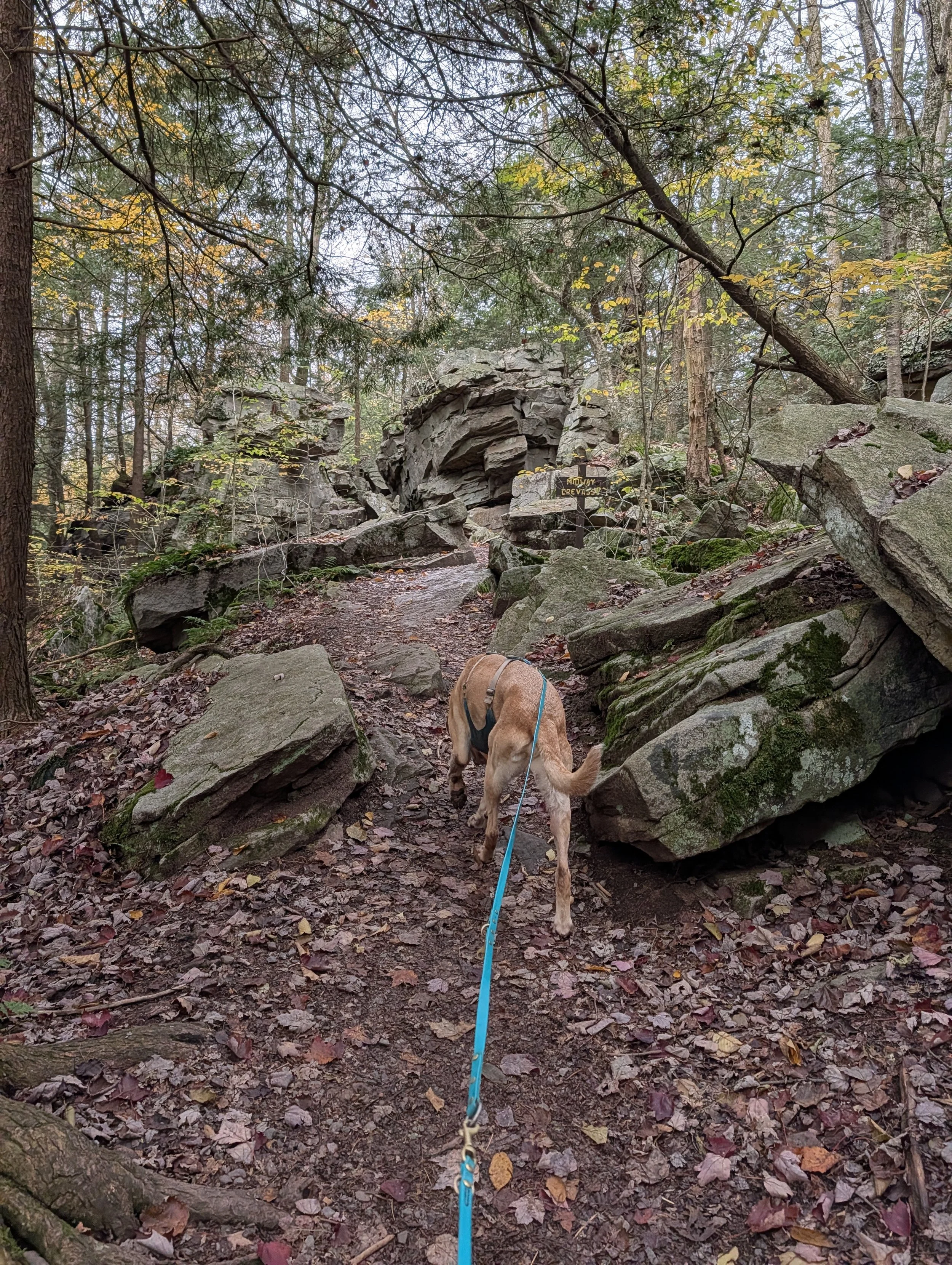 At-Home Enrichment: Decompression Walk