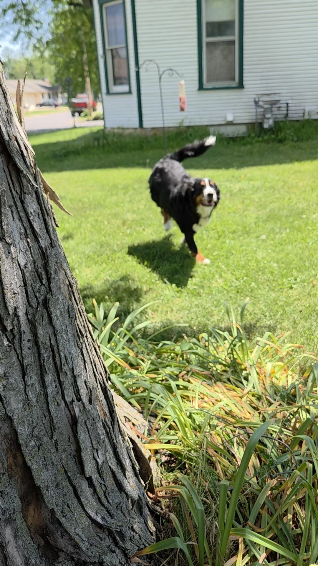 At-Home Enrichment: Hide and Seek