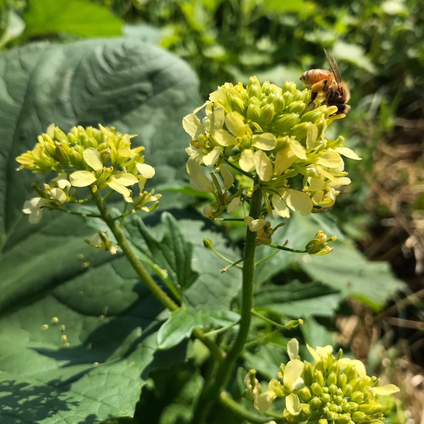 Bees