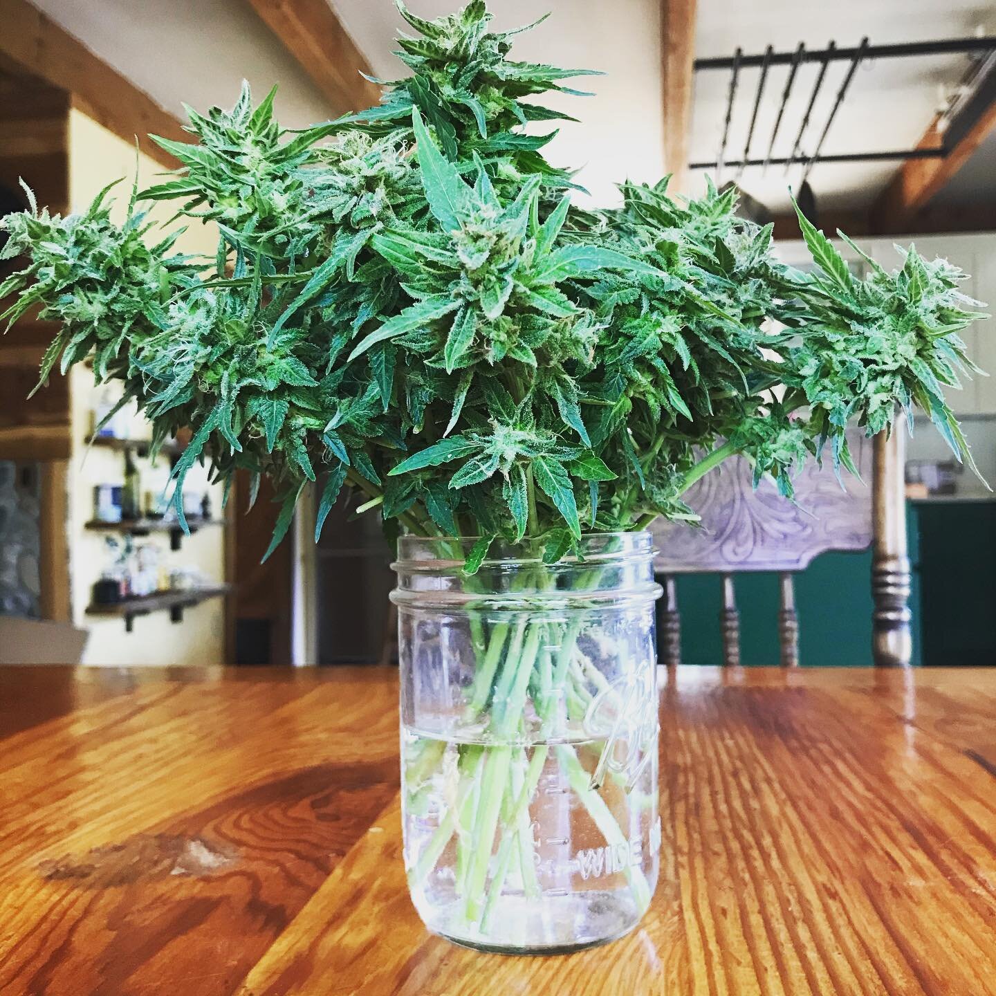 Would you give this bouquet for your bestie&rsquo;s birthday? 🎂
What about Valentine&rsquo;s Day? ❤️ 
Mother&rsquo;s Day? 🌟

Loving these early finishing  #sourrna #autoflower from @oregoncbd 

#giftgivingideas #bouquetofflowers #loveyou #behappyan