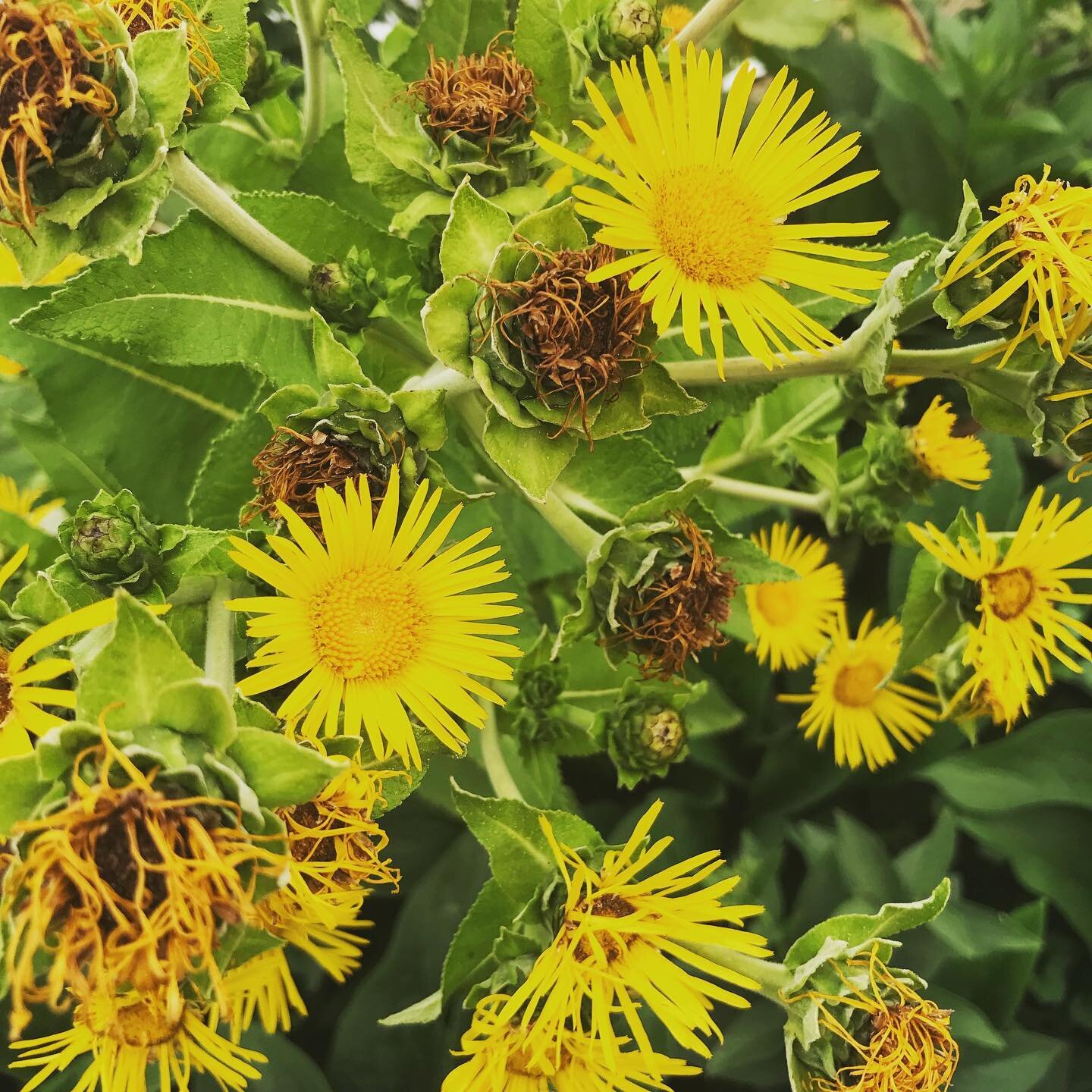 Polyculture Plant Possibilities (and their uses)&hellip; SWIPE &mdash;&gt; 
🌱 🌺 ☀️ 
1. Horse Heal &mdash; large, 2nd year roots can be used to treat lung problems and other health issues
2. Comfrey &mdash; sometimes called the &ldquo;king of healin