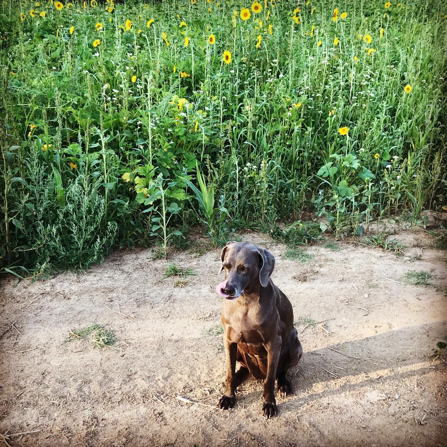 Everyone needs a Weimaraner,
For those times when you spill fish meal all over your boots.

Everyone needs a Weimaraner,
Because who else is going to pick all those squishy, low-hanging blackberries?

Everyone needs a Weimaraner,
To find all the hole