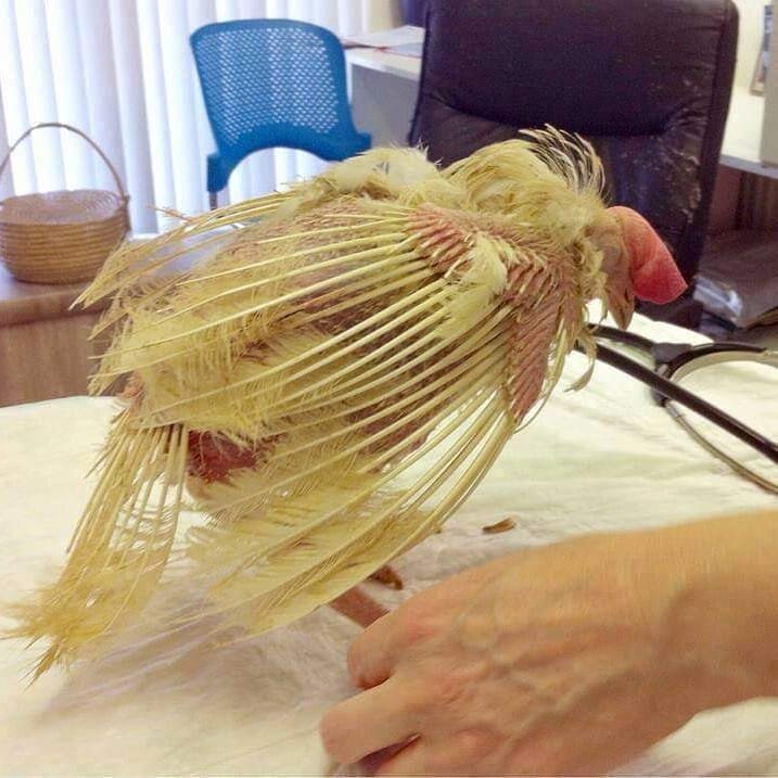 Poor little caged hen lucky to be alive and safe #hensofinstagram #hensafe #henrescue #freerangechickens  #thehencentre