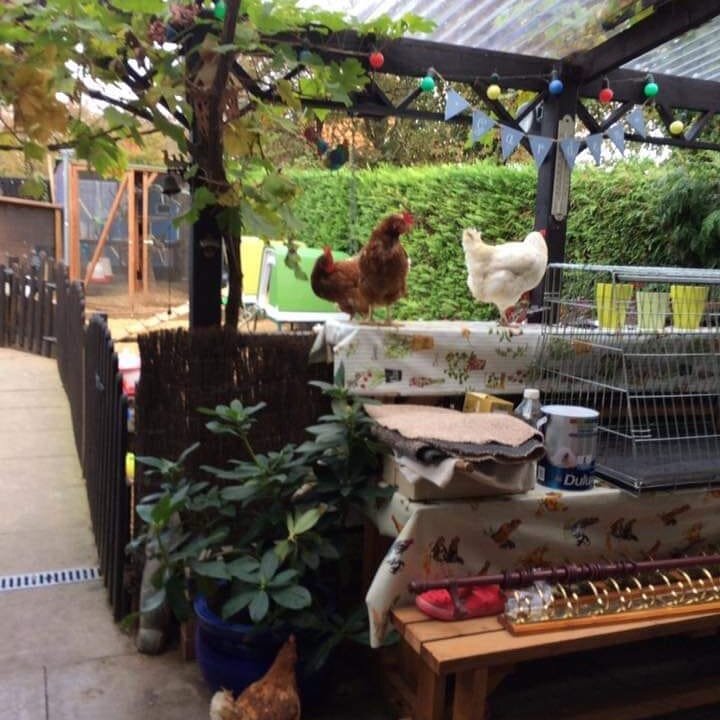 #eggs #thehencentre #backyardflock