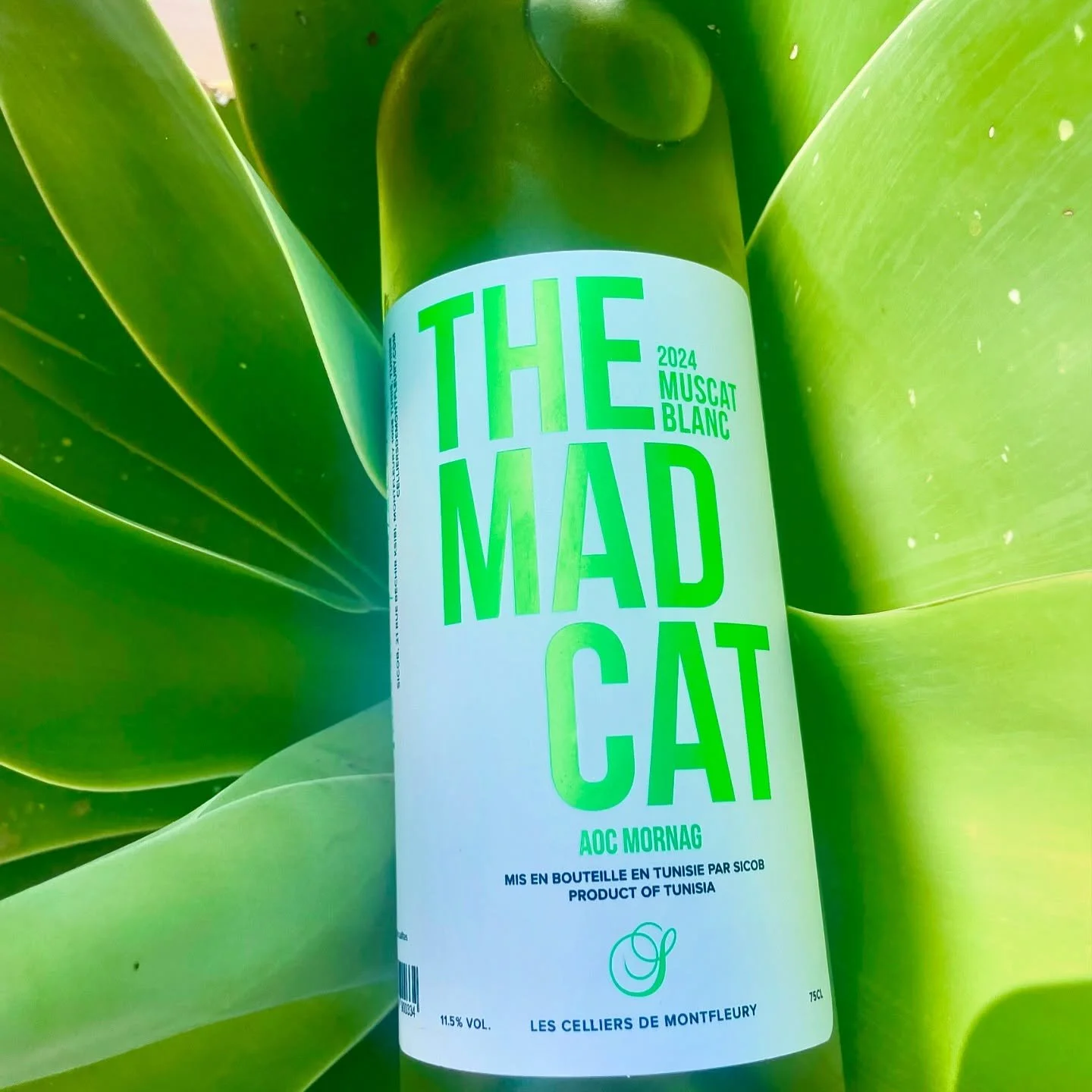 Are you ready for the NEW MAD CAT?? 🐱 
#madeintunisia #muscatdekelibia #themadcat