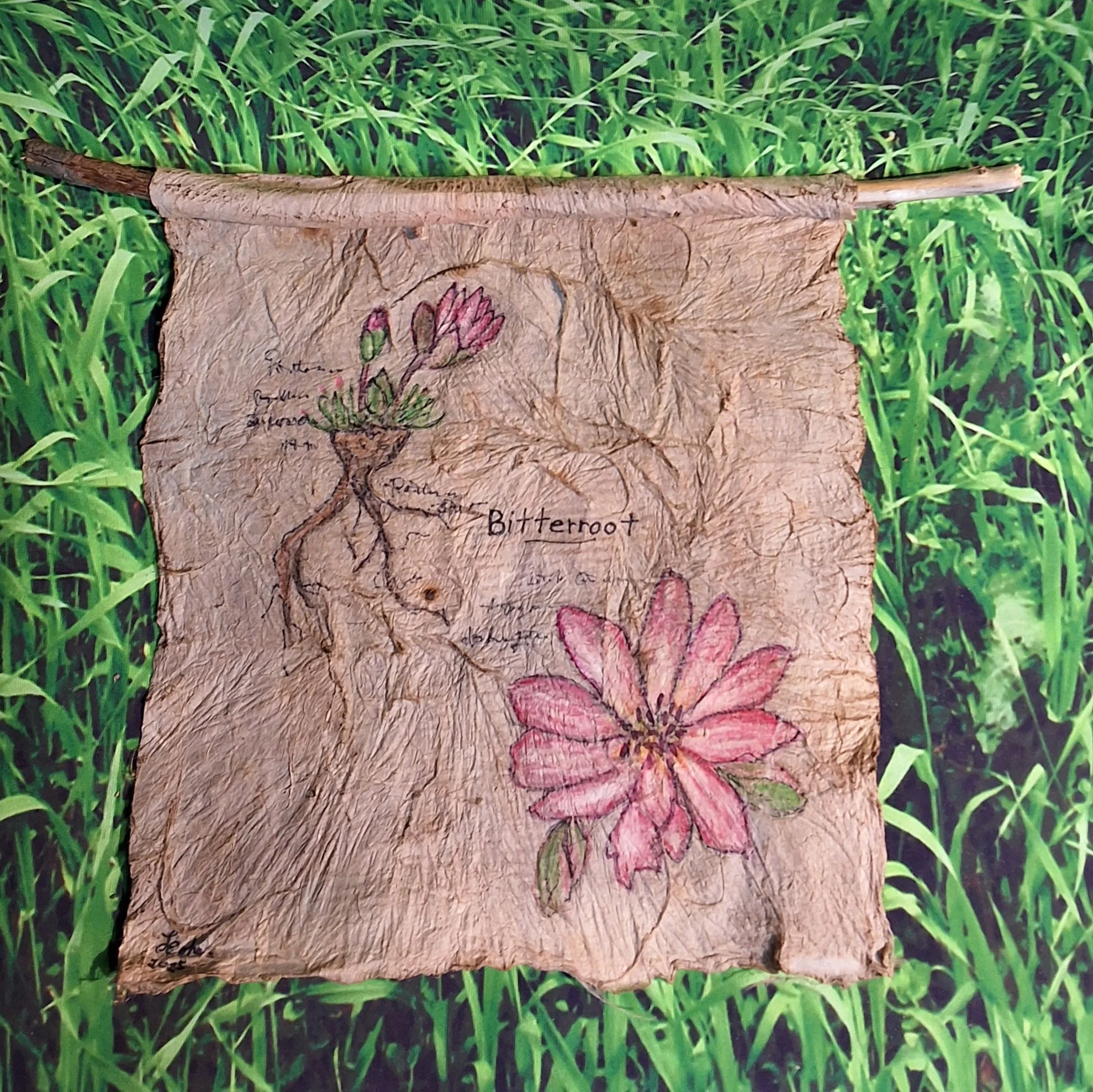 Linda Cohen Bitterroot flower field study.jpg