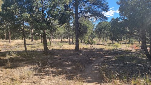 Pine-filled meadows in Cibola National Forest