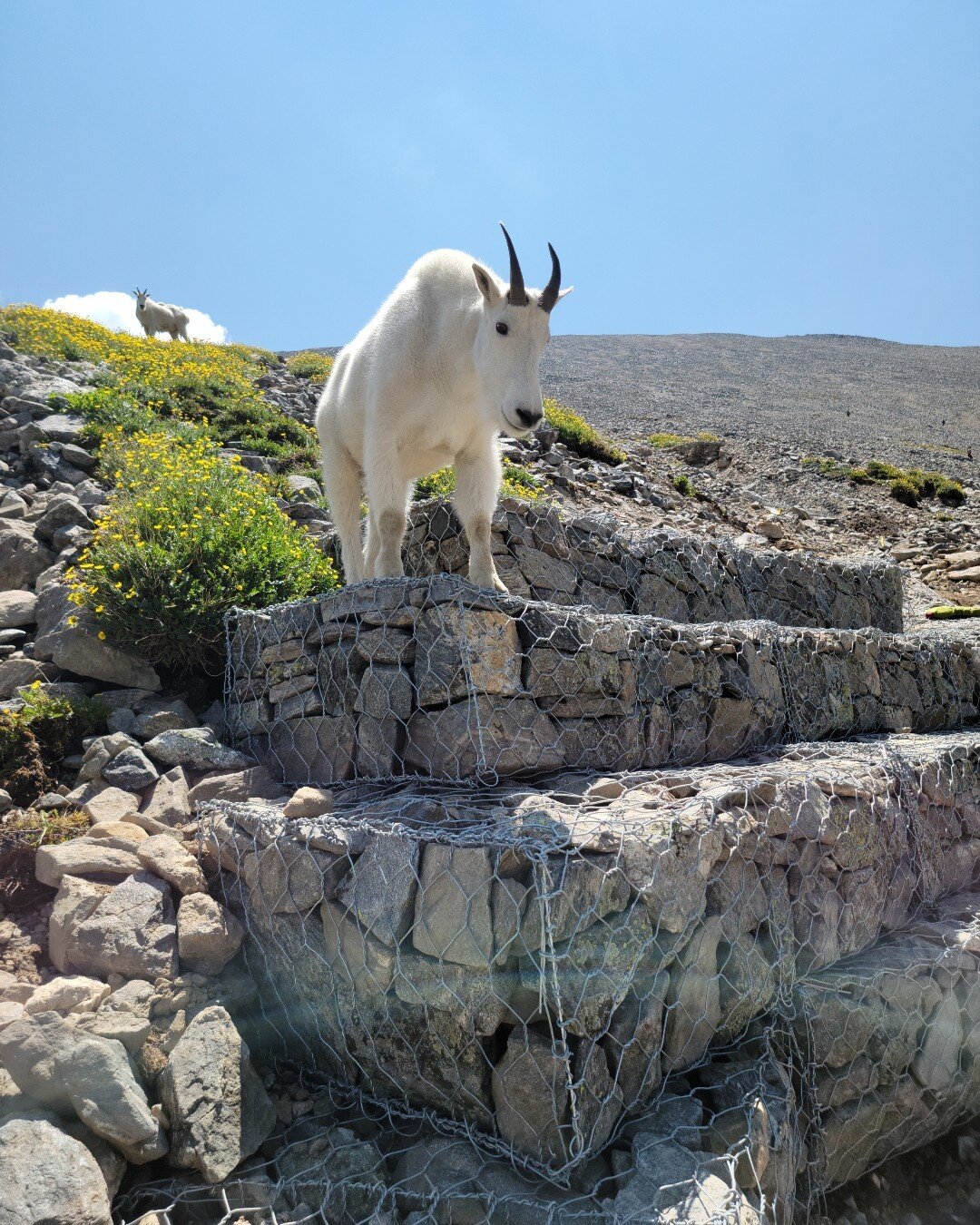 &quot;You might think that climbing a mountain is half the battle, only to find out that the mountain goats who live at the top are vicious, and heavily armed.&quot; - Lemony Snicket

#hiking #backpacking #mountains #outdoors #explore #goats