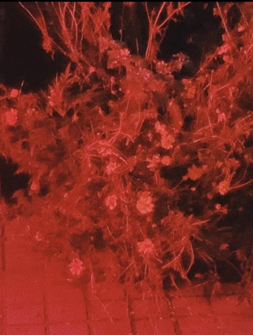 Night, Death, Summer Palace