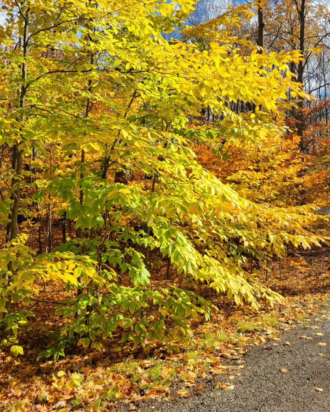 Cozy fall 🍂🍁

#fallvibes #golden #nature #autumn #fallleaves