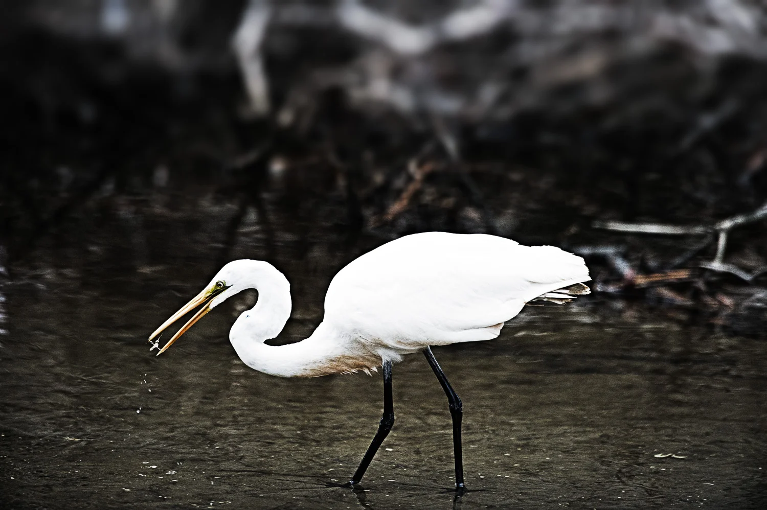 TRB_11_25_16_85-Edit.jpg