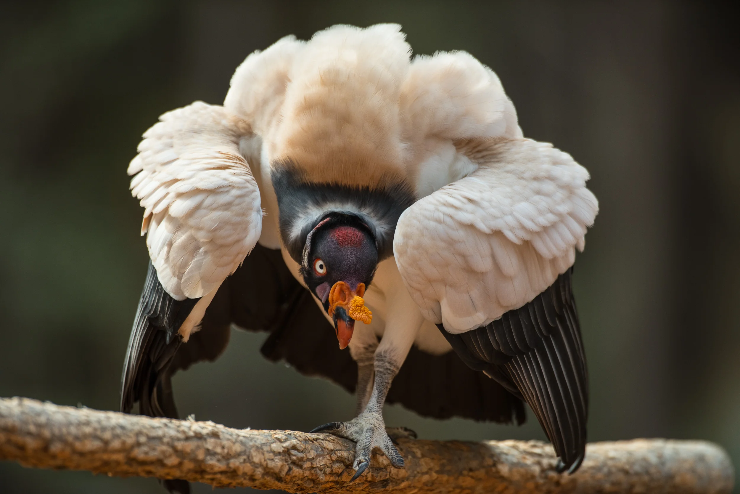 TRB_03_25_17_1326CarolinasRaptorCenterMarch252017.jpg