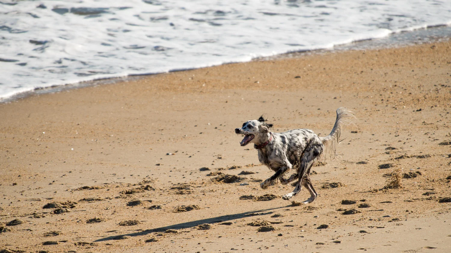 TSS:402xBeach dog