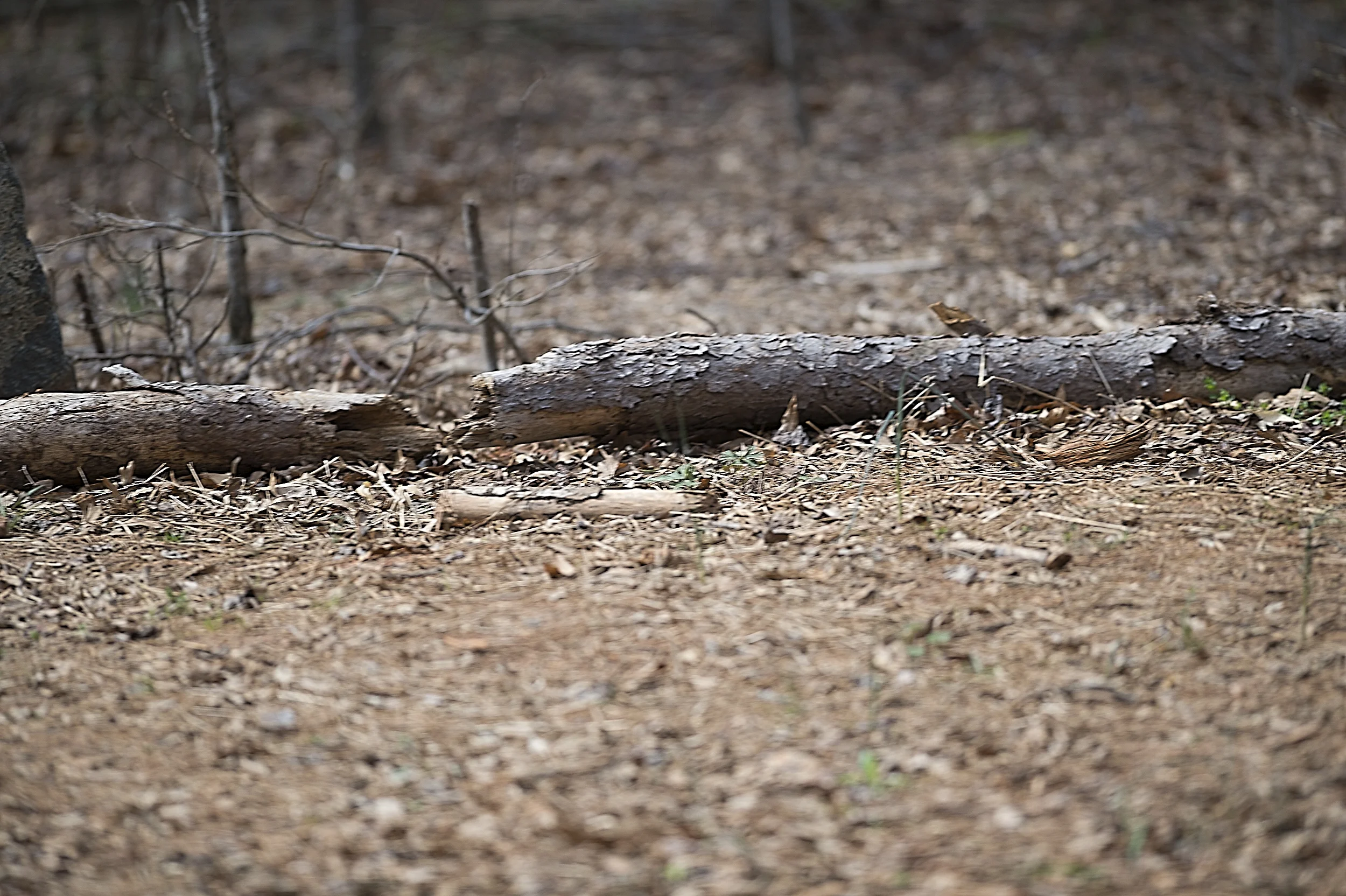 There was supposed to be an owl in this picture.