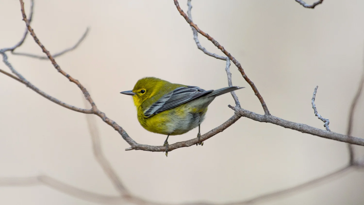 Pine Warbler
