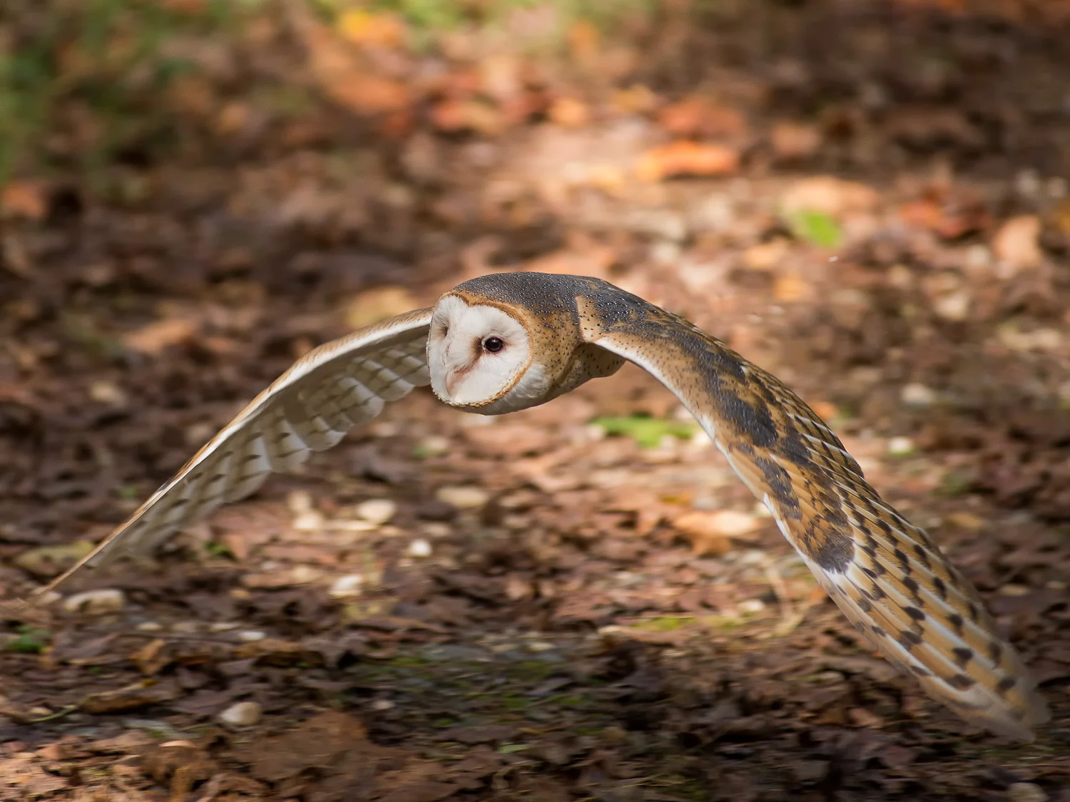 Barn Owl