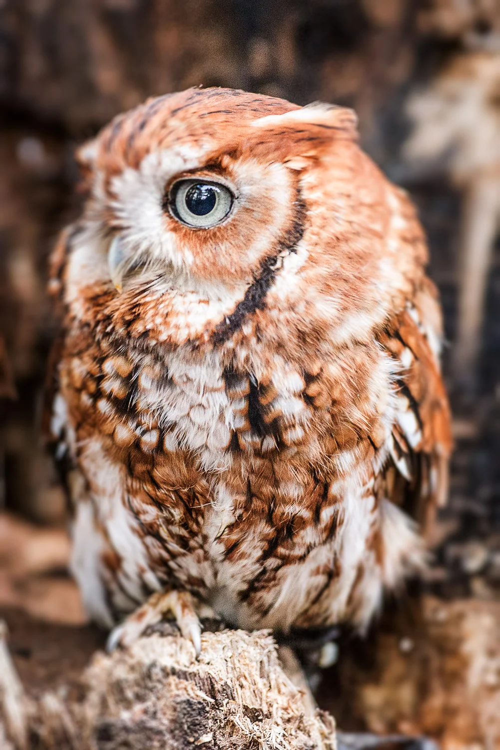 Eastern Screech Owl